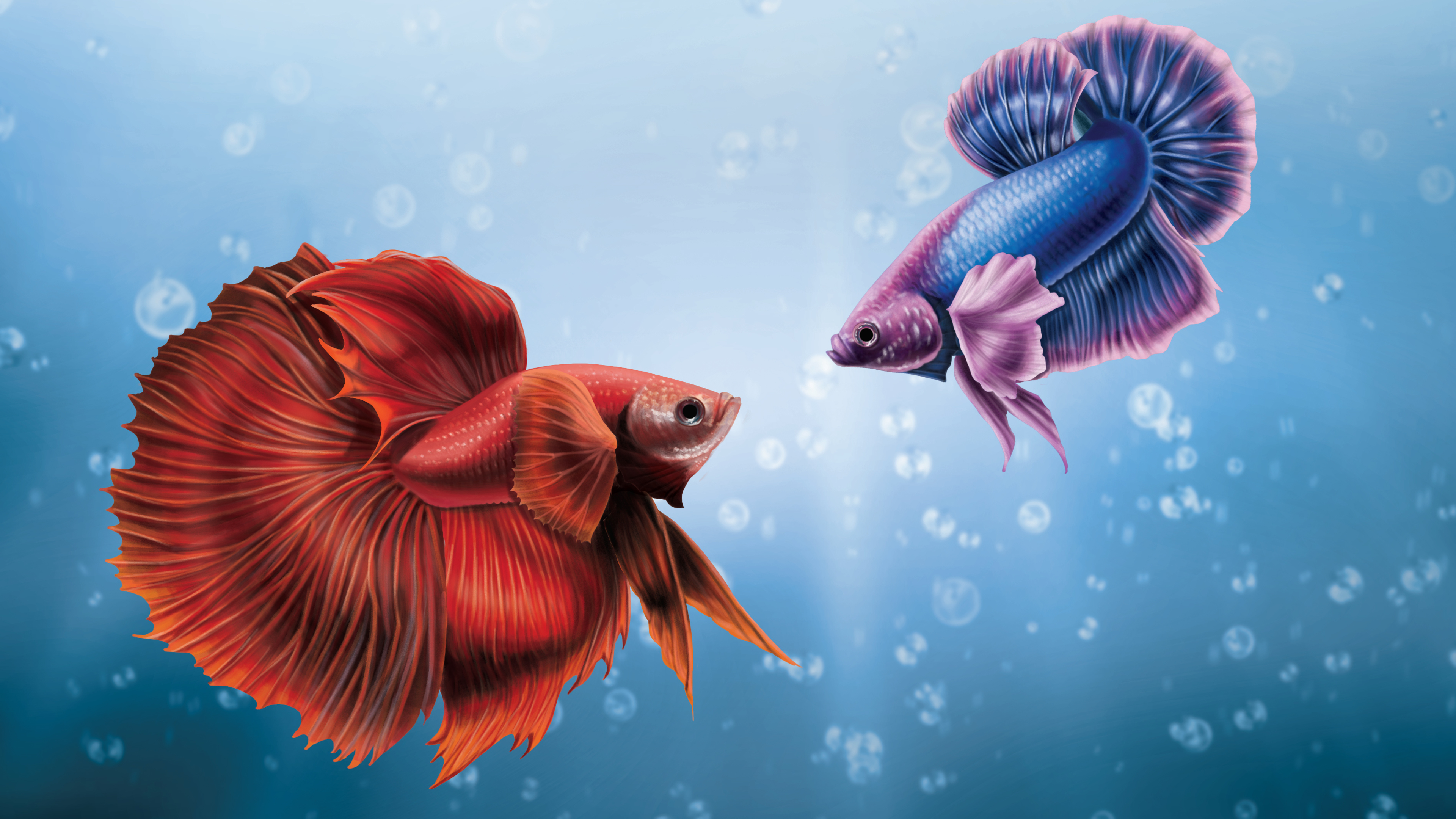 3840x2160 Him And I Betta Fish 4k HD 4k Wallpapers, Images, Backgrounds,  Photos and Pictures