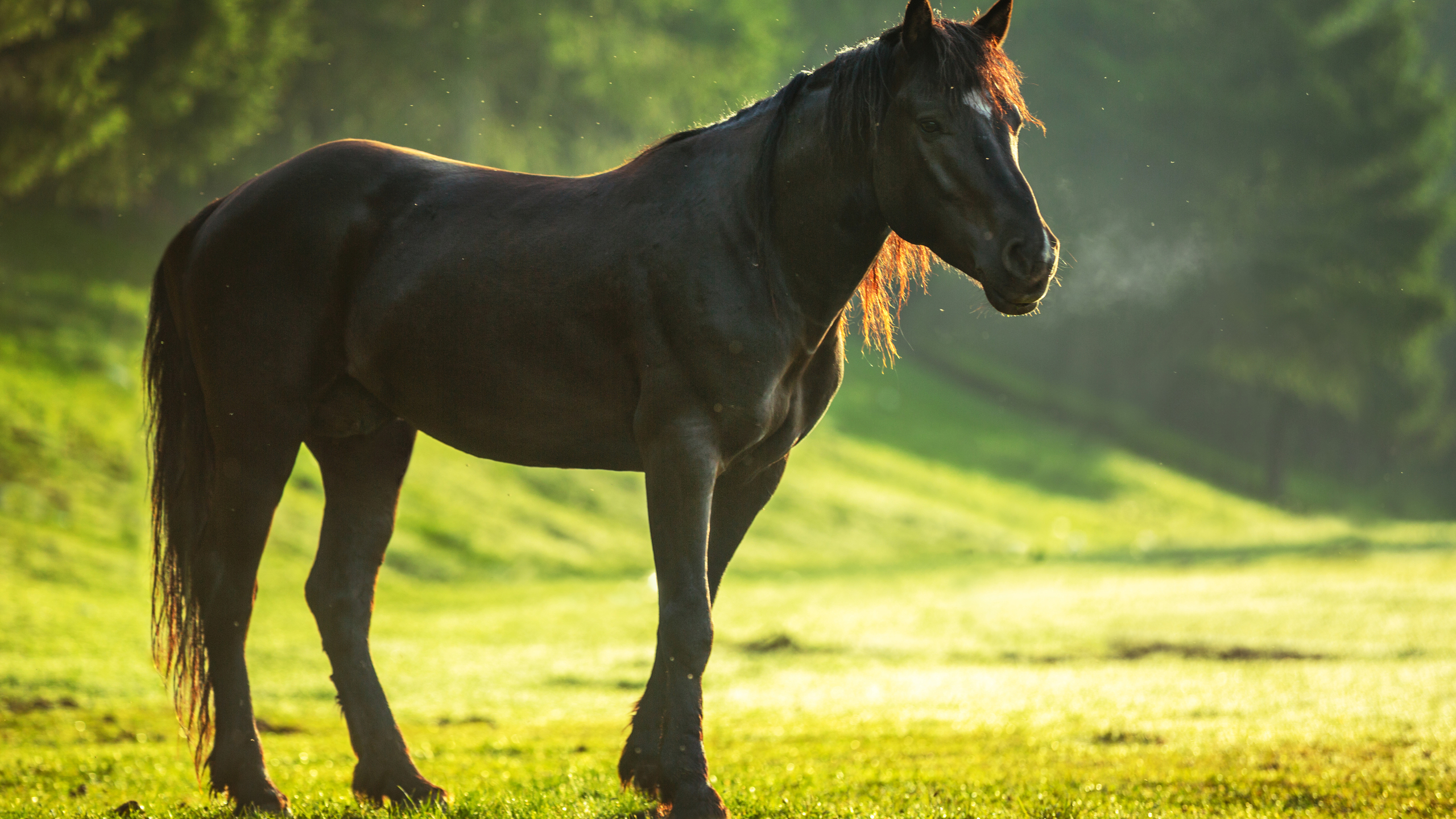 2560x1440 Horse 4k 1440p Resolution Hd 4k Wallpapers Images Backgrounds Photos And Pictures