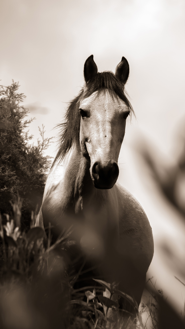 750x1334 Horse Grayscale iPhone 6, iPhone 6S, iPhone 7 HD 4k Wallpapers,  Images, Backgrounds, Photos and Pictures