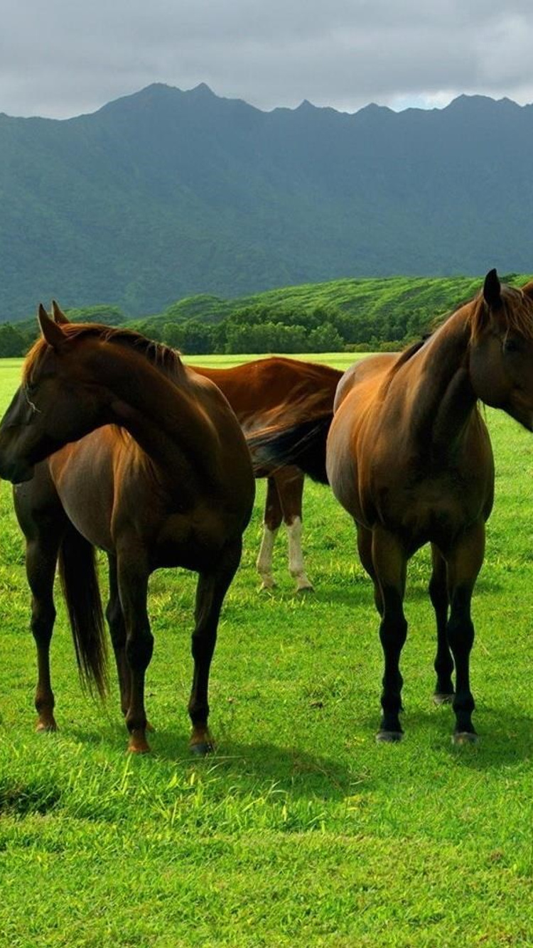 750x1334 Horse In Open Field iPhone 6, iPhone 6S, iPhone 7 ,HD 4k ...