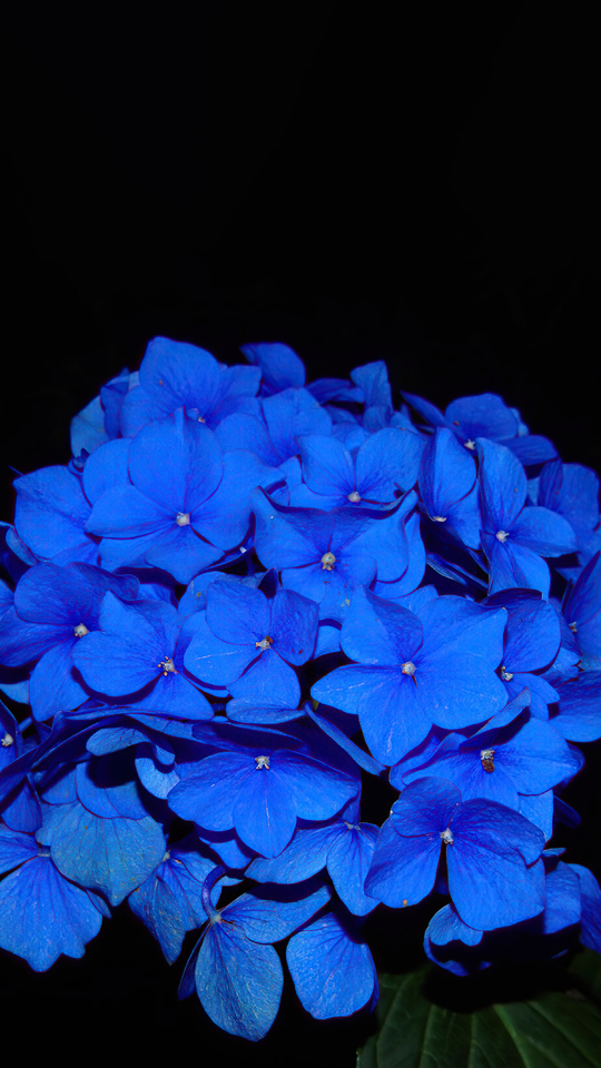 hydrangea-dark-flowers-5k-o9.jpg