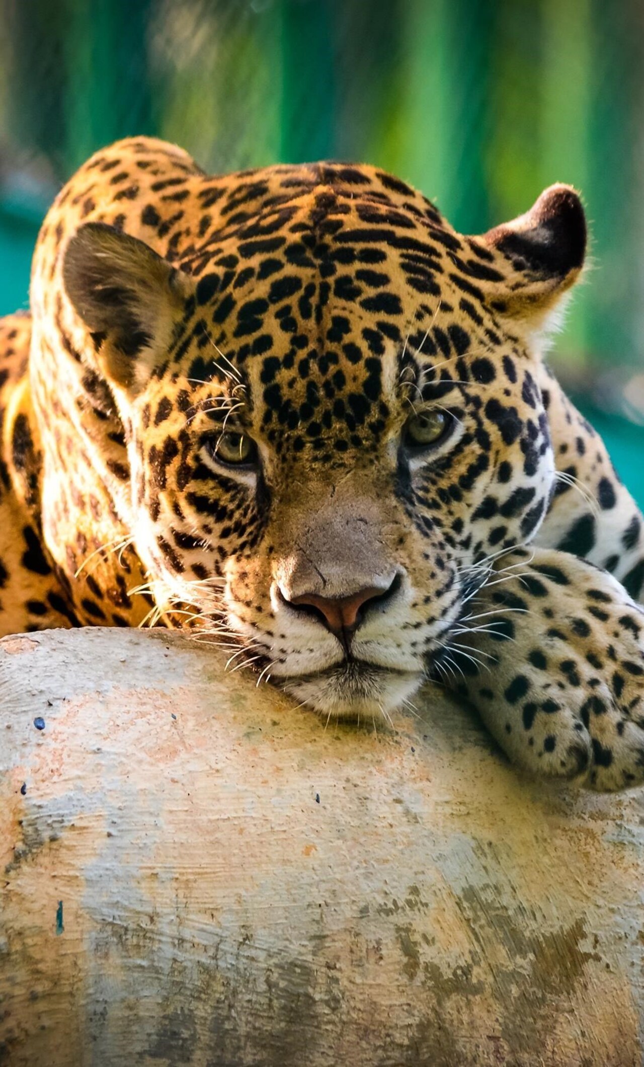 1280x2120 Jaguar Mexico Cheetah iPhone 6+ HD 4k Wallpapers, Images,  Backgrounds, Photos and Pictures