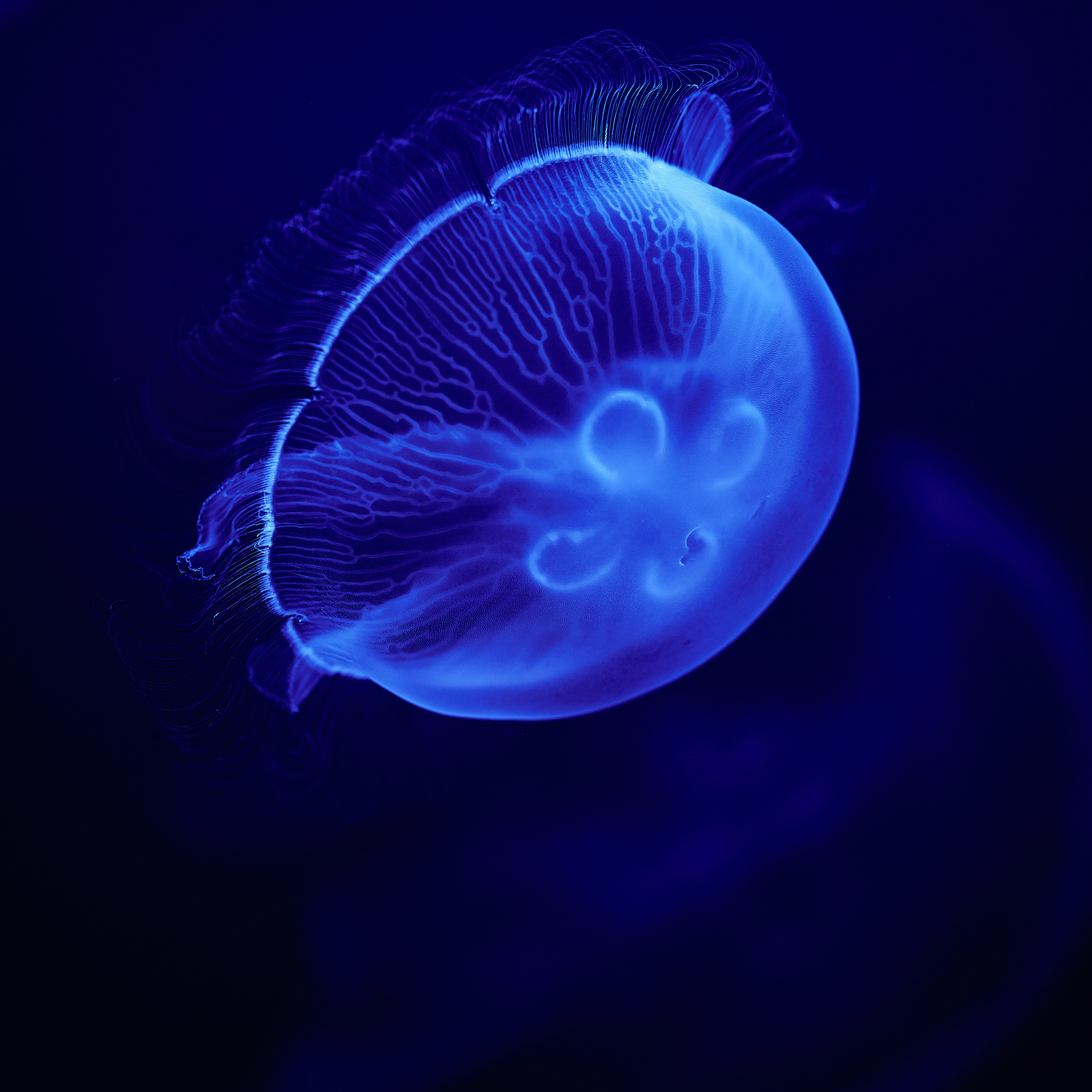 2932x2932 Jellyfish Blue 5k Ipad Pro Retina Display ,HD 4k Wallpapers ...