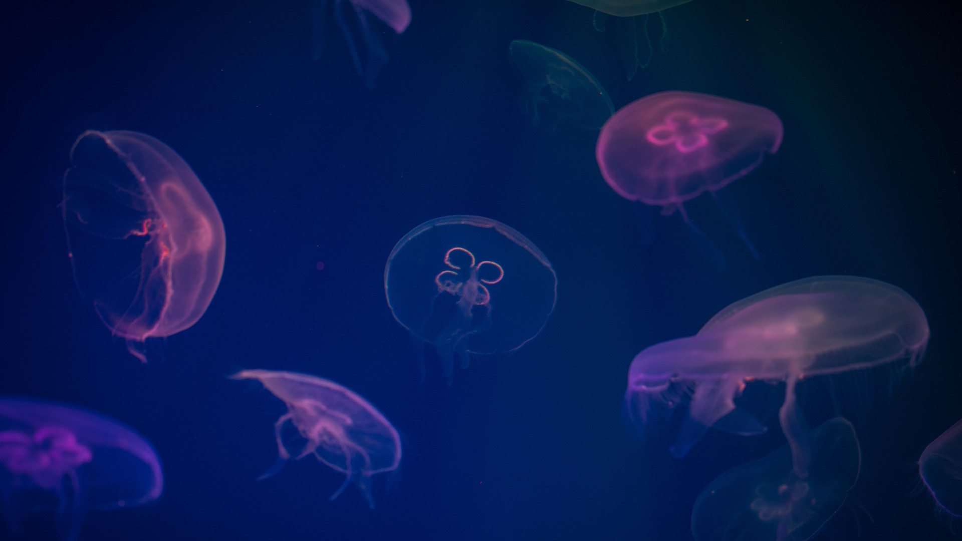 1920x1080 Jellyfish Digital Art Laptop Full HD 1080P HD 4k Wallpapers,  Images, Backgrounds, Photos and Pictures