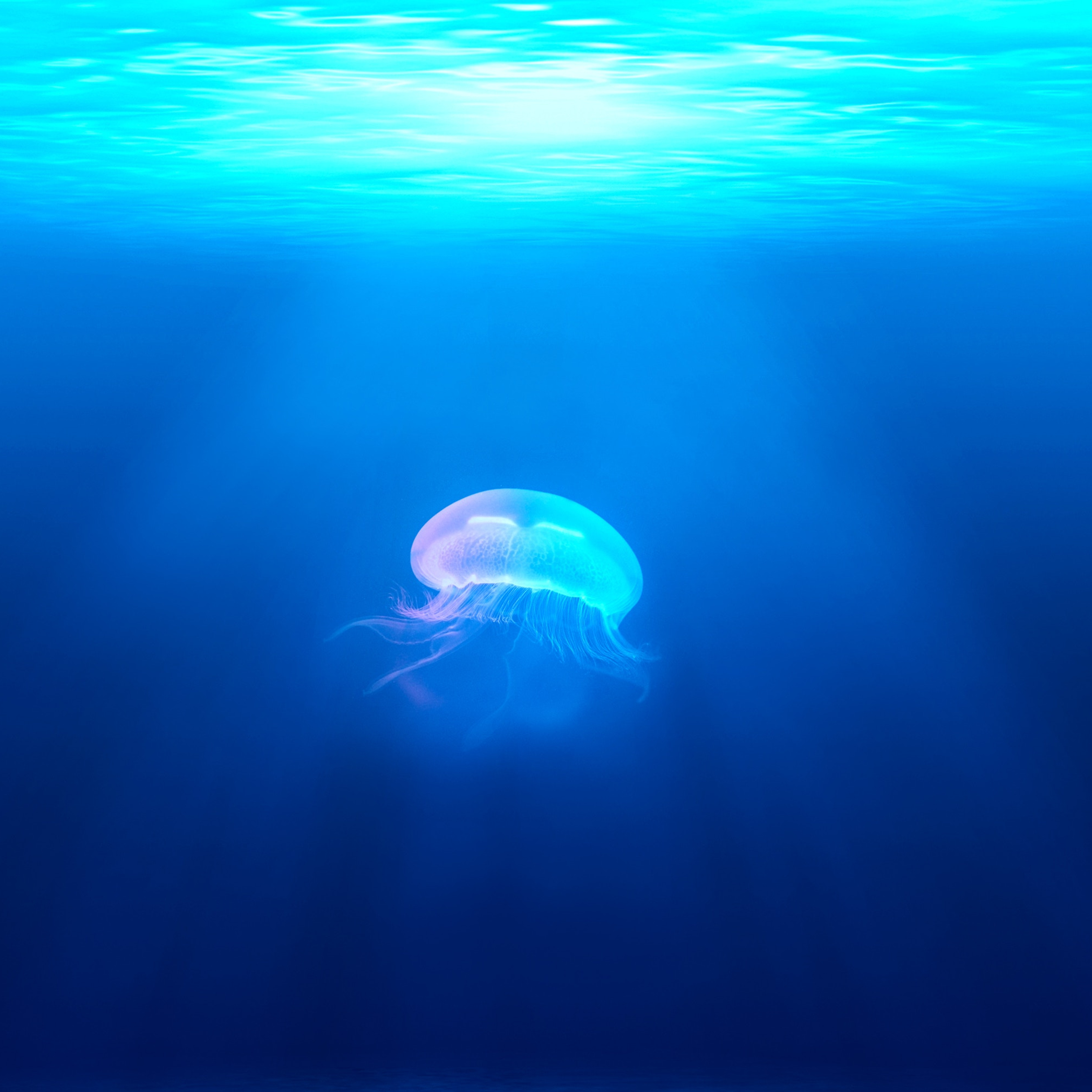 2932x2932 Jellyfish Ipad Pro Retina Display ,HD 4k Wallpapers,Images ...