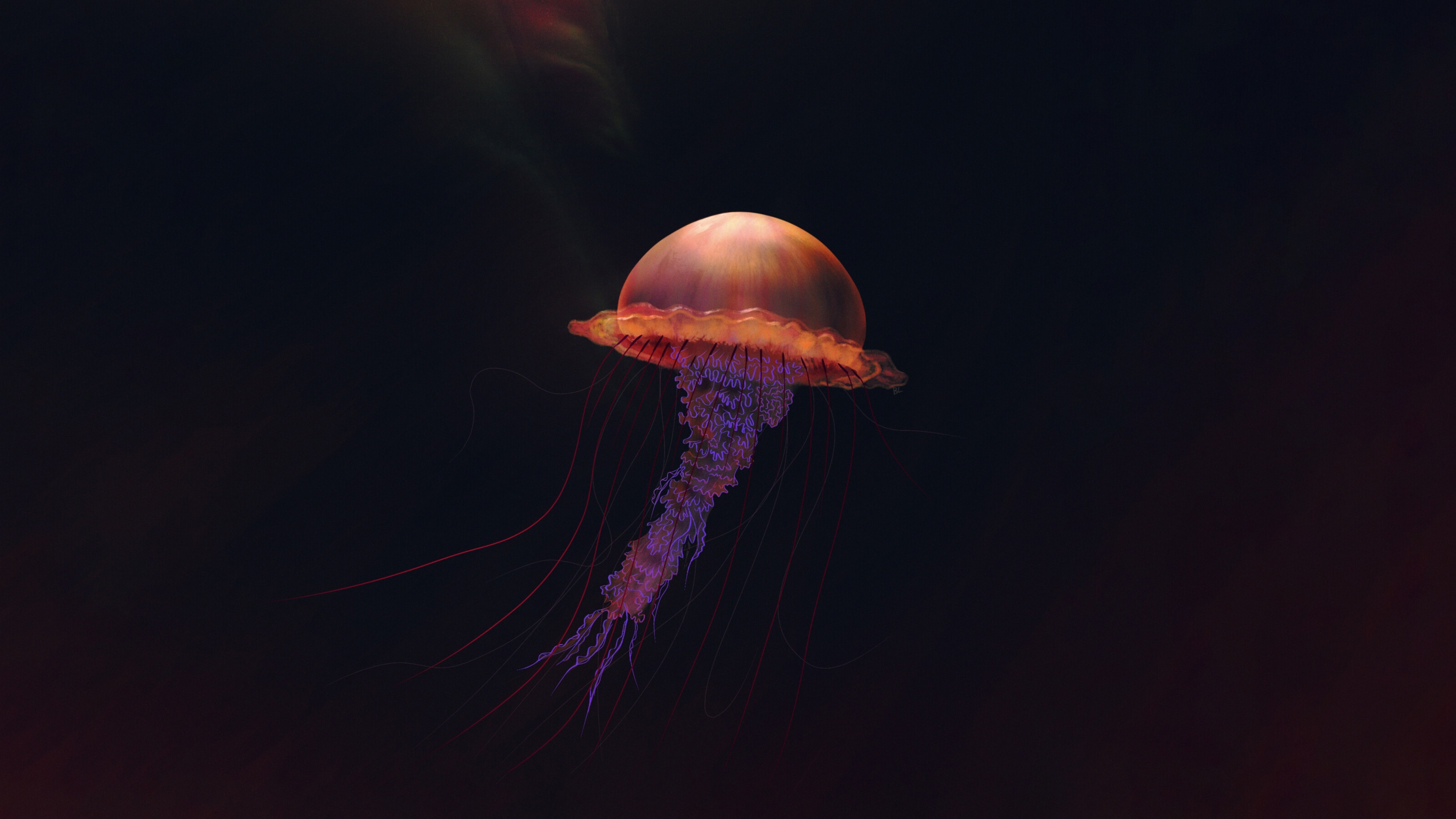 3840x2160 Jellyfish Illustration 4k 4K ,HD 4k Wallpapers,Images ...