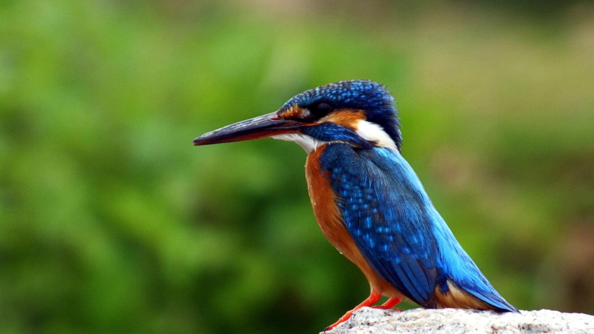 1920x1080 Kingfisher Bird Laptop Full HD 1080P HD 4k Wallpapers, Images,  Backgrounds, Photos and Pictures