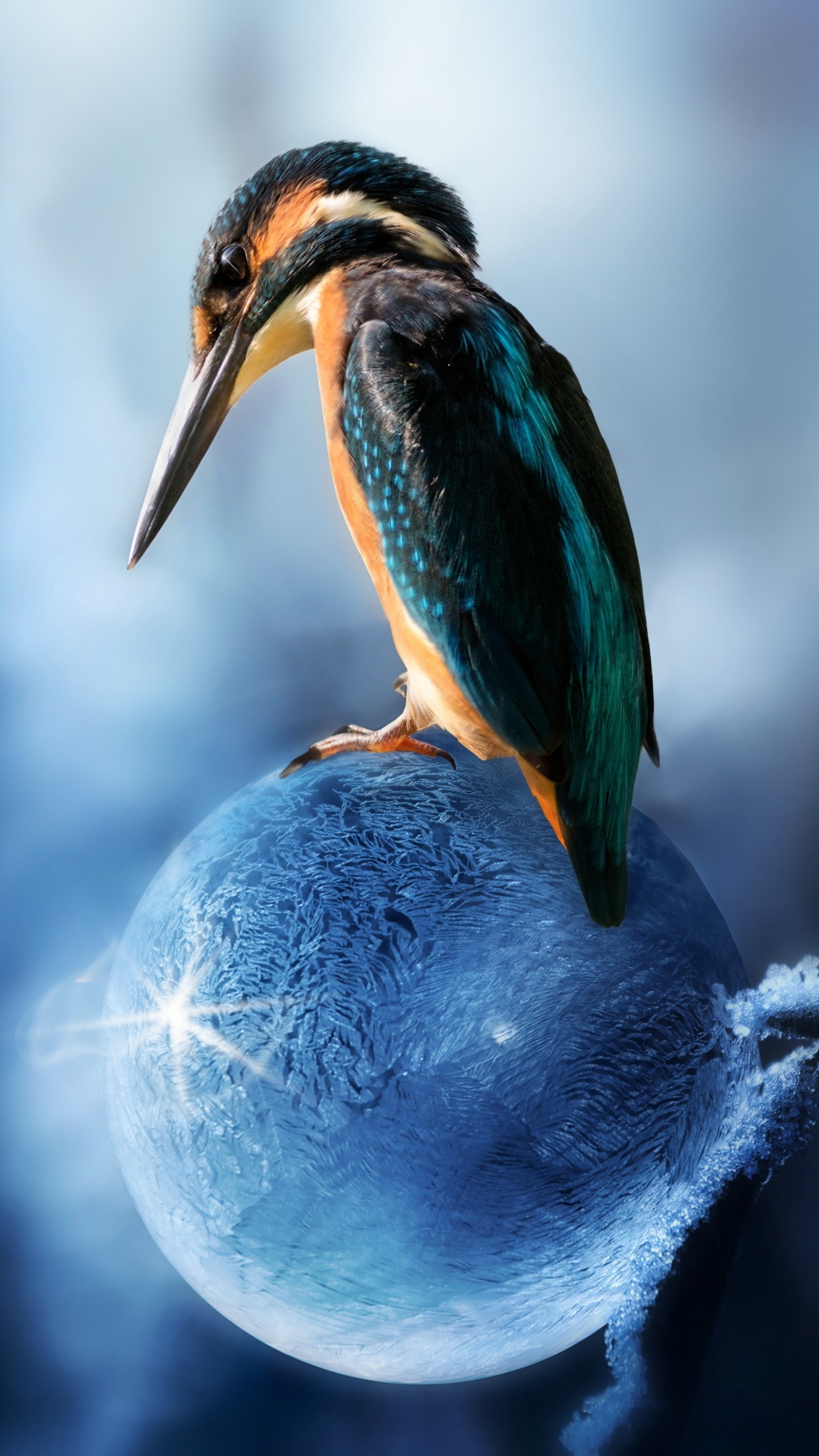 1440x2560 Kingfisher Bird Sitting Samsung Galaxy S6,S7 ,Google Pixel XL  ,Nexus 6,6P ,LG G5 HD 4k Wallpapers, Images, Backgrounds, Photos and  Pictures