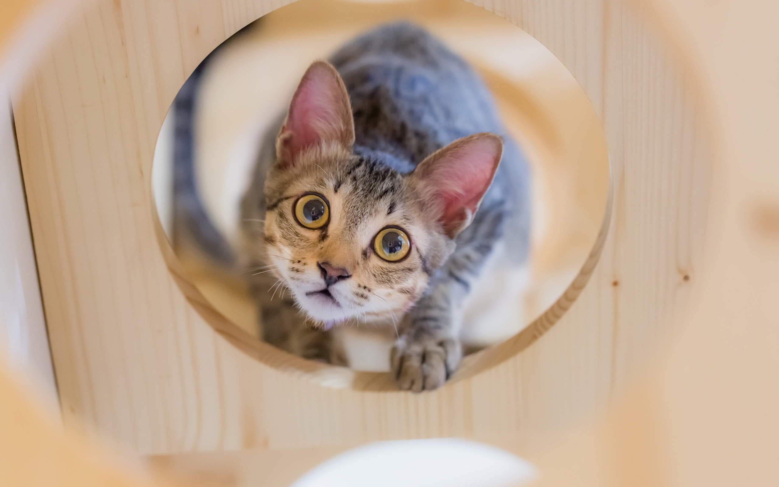 любопытный кот. любопытный кот. котенок выглядывает. любознательная кошка. кот заглядывает.