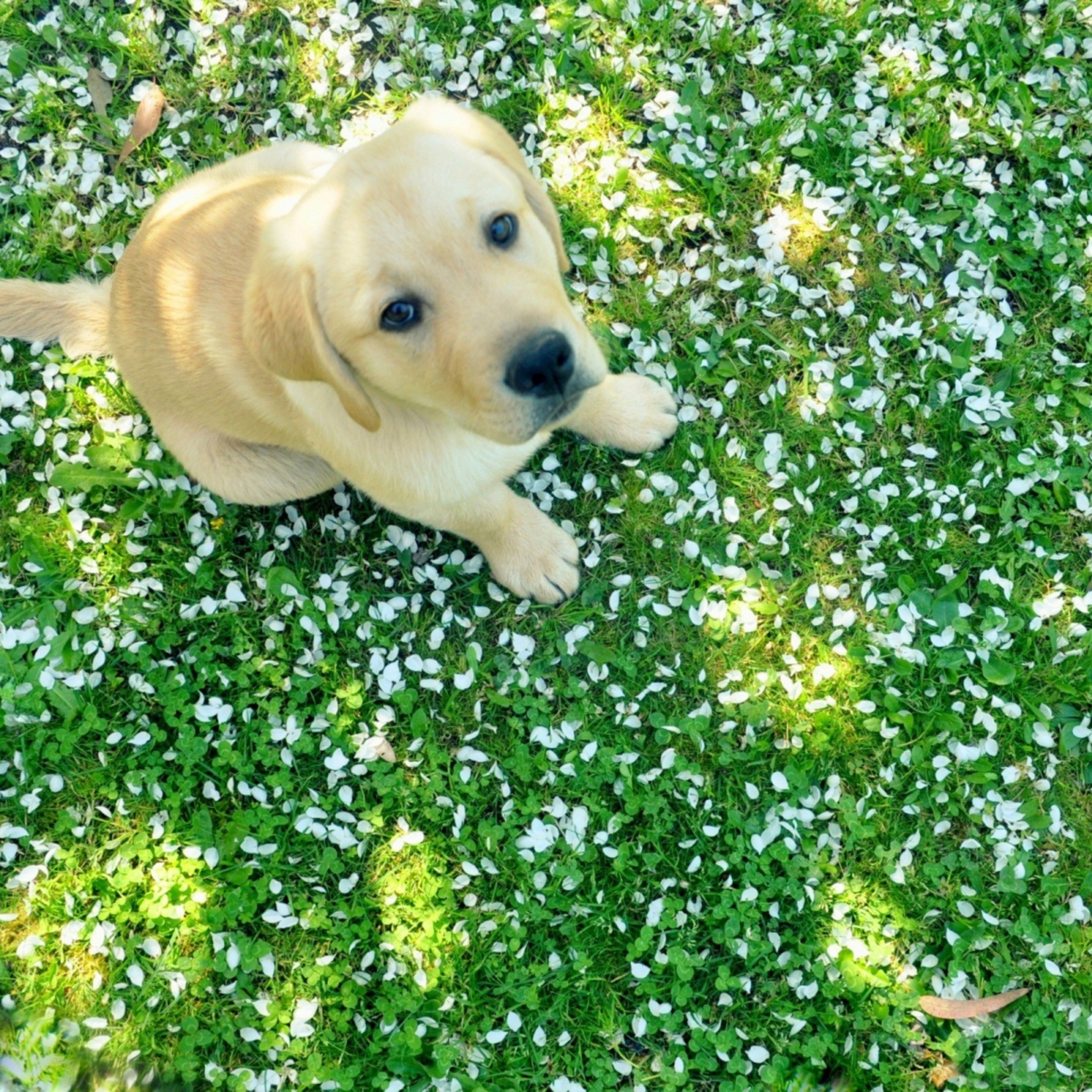 2932x2932 Labrador Puppy Ipad Pro Retina Display HD 4k Wallpapers, Images,  Backgrounds, Photos and Pictures