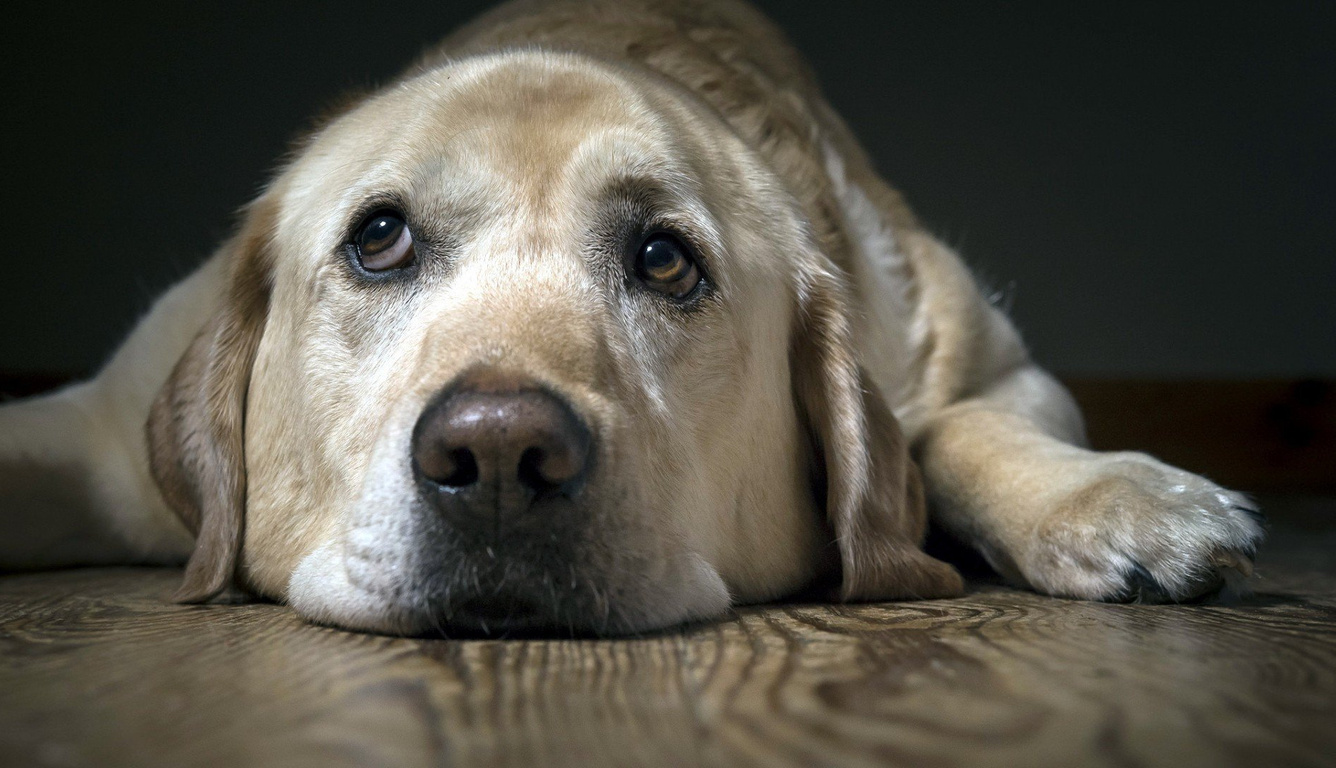 1336x768 Labrador Sad Laptop Hd ,hd 4k Wallpapers,images,backgrounds 