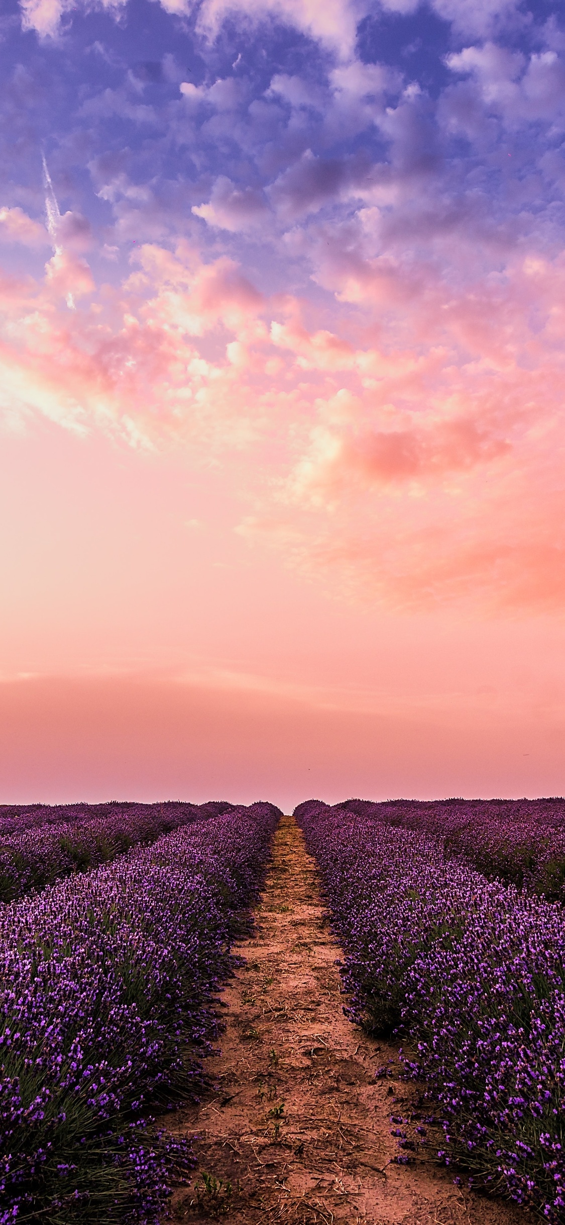 94200 Lavender Field Stock Photos Pictures  RoyaltyFree Images   iStock  Woman lavender field Woman in lavender field Lavender field  france