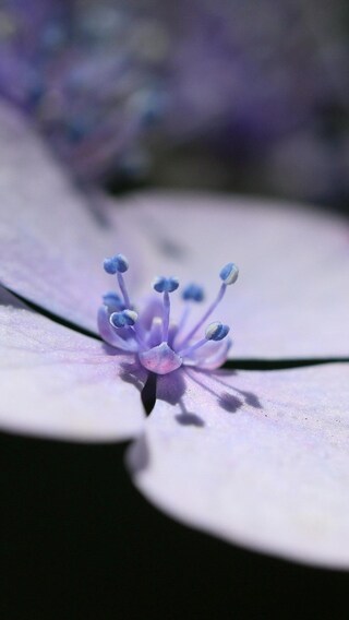 lavender-flower-petals.jpg
