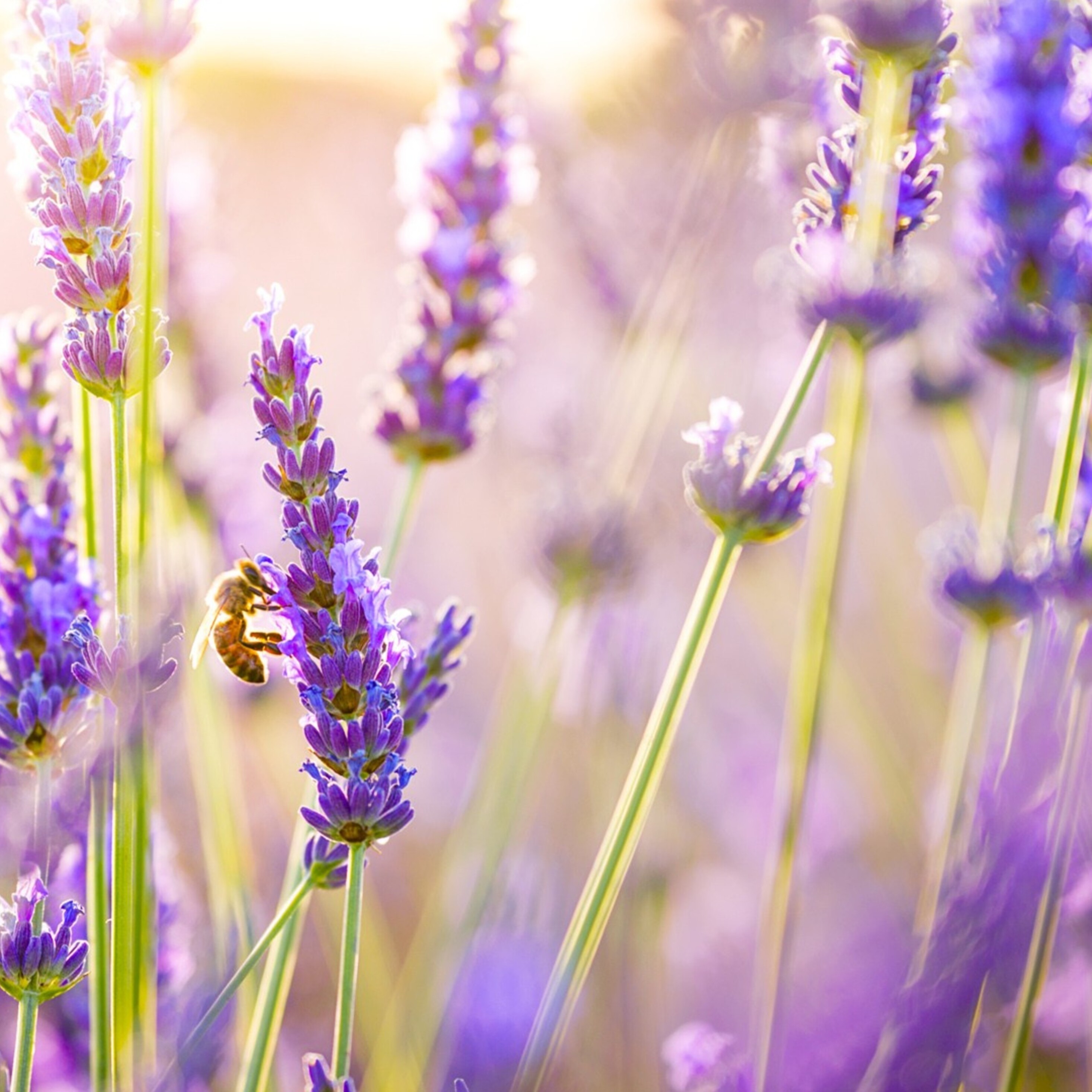 2932x2932 Lavender Flowers Ipad Pro Retina Display HD 4k Wallpapers,  Images, Backgrounds, Photos and Pictures