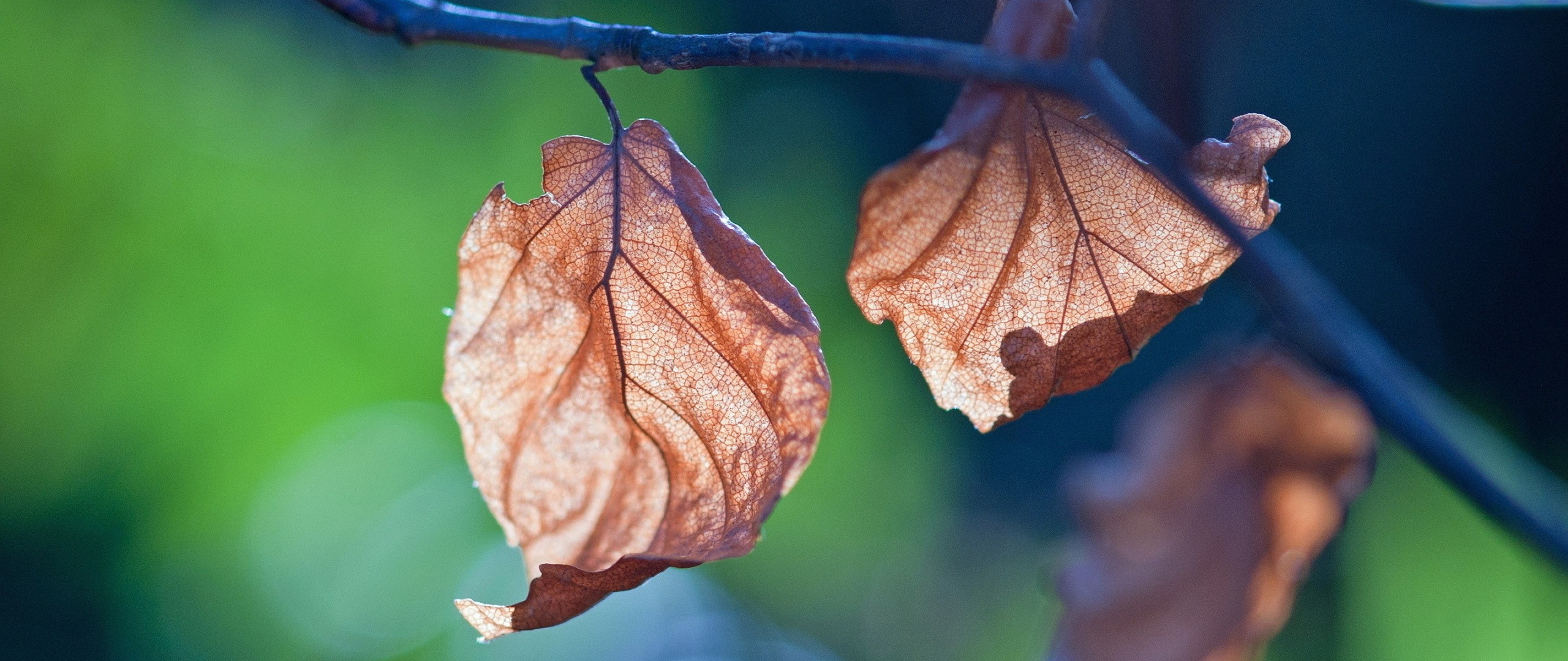 2560x1080 Leaf Branch Nature 2560x1080 Resolution HD 4k Wallpapers