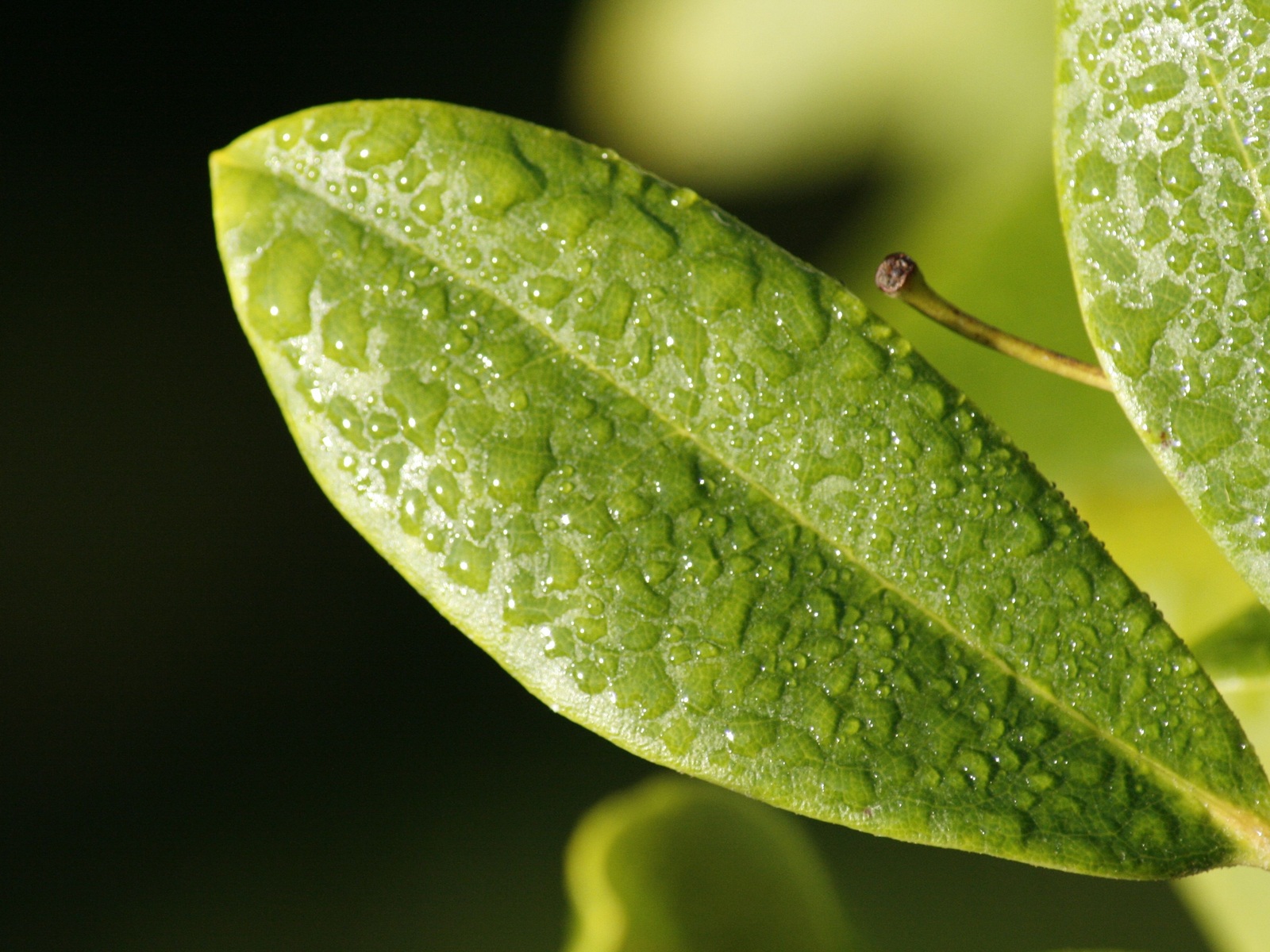 leaf-drop-dew-surface.jpg