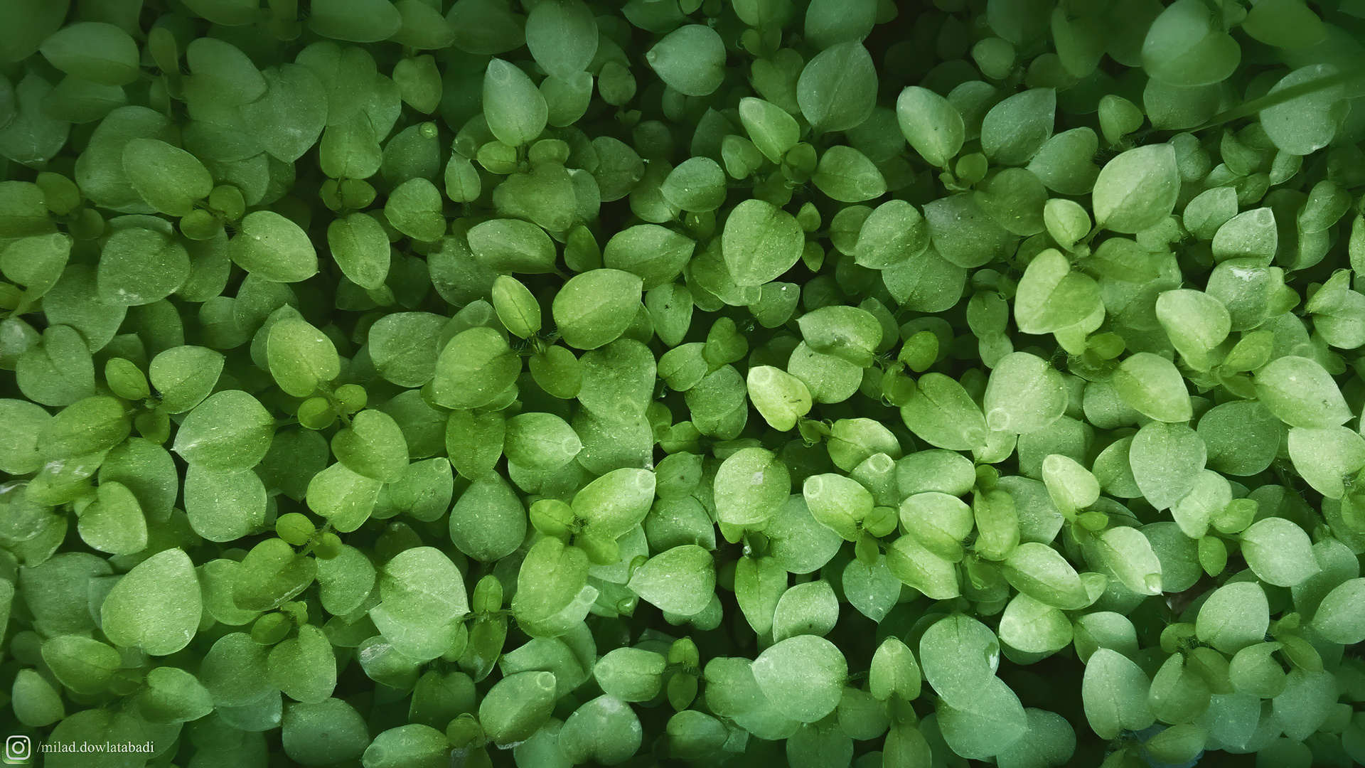 1920x1080 Leaves Green 4k Laptop Full HD 1080P ,HD 4k Wallpapers,Images