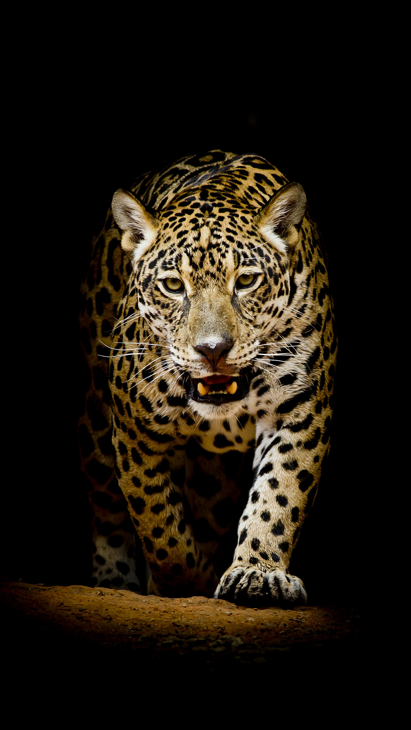 1440x2560 Leopard 4k Black Background Samsung Galaxy S6,S7 ,Google Pixel XL  ,Nexus 6,6P ,LG G5 HD 4k Wallpapers, Images, Backgrounds, Photos and  Pictures