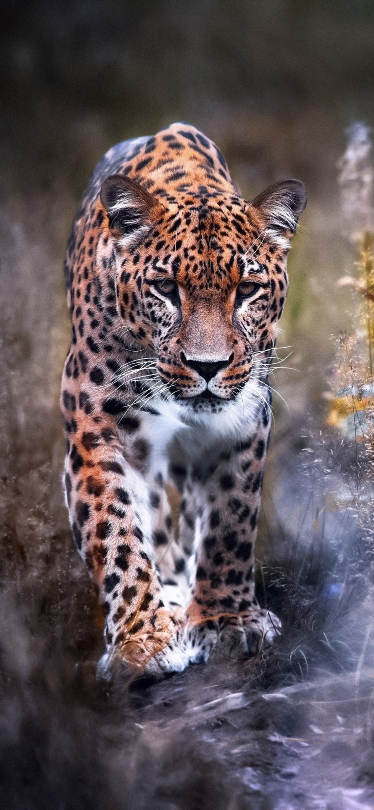 1242x2688 Leopard Big Cat Iphone XS MAX HD 4k Wallpapers, Images,  Backgrounds, Photos and Pictures