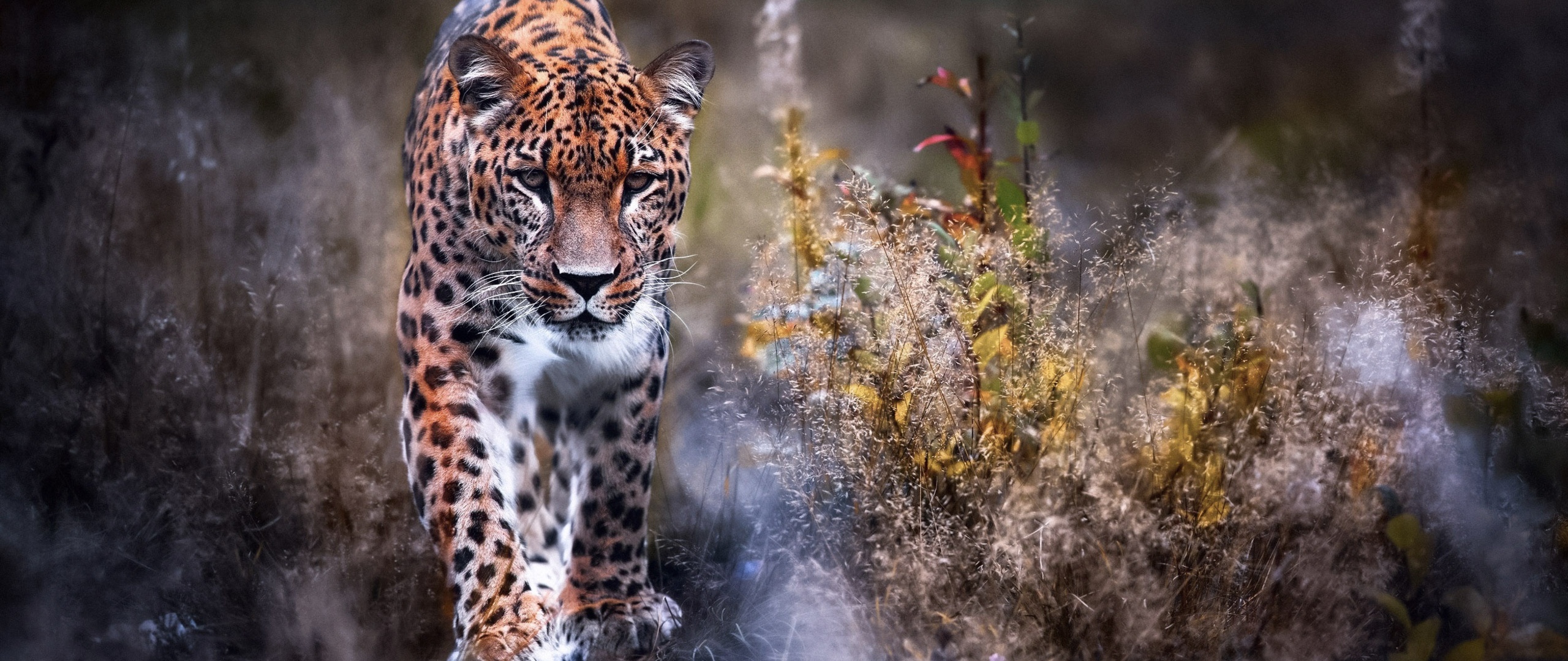 leopard-big-cat-i6-2560x1080.jpg