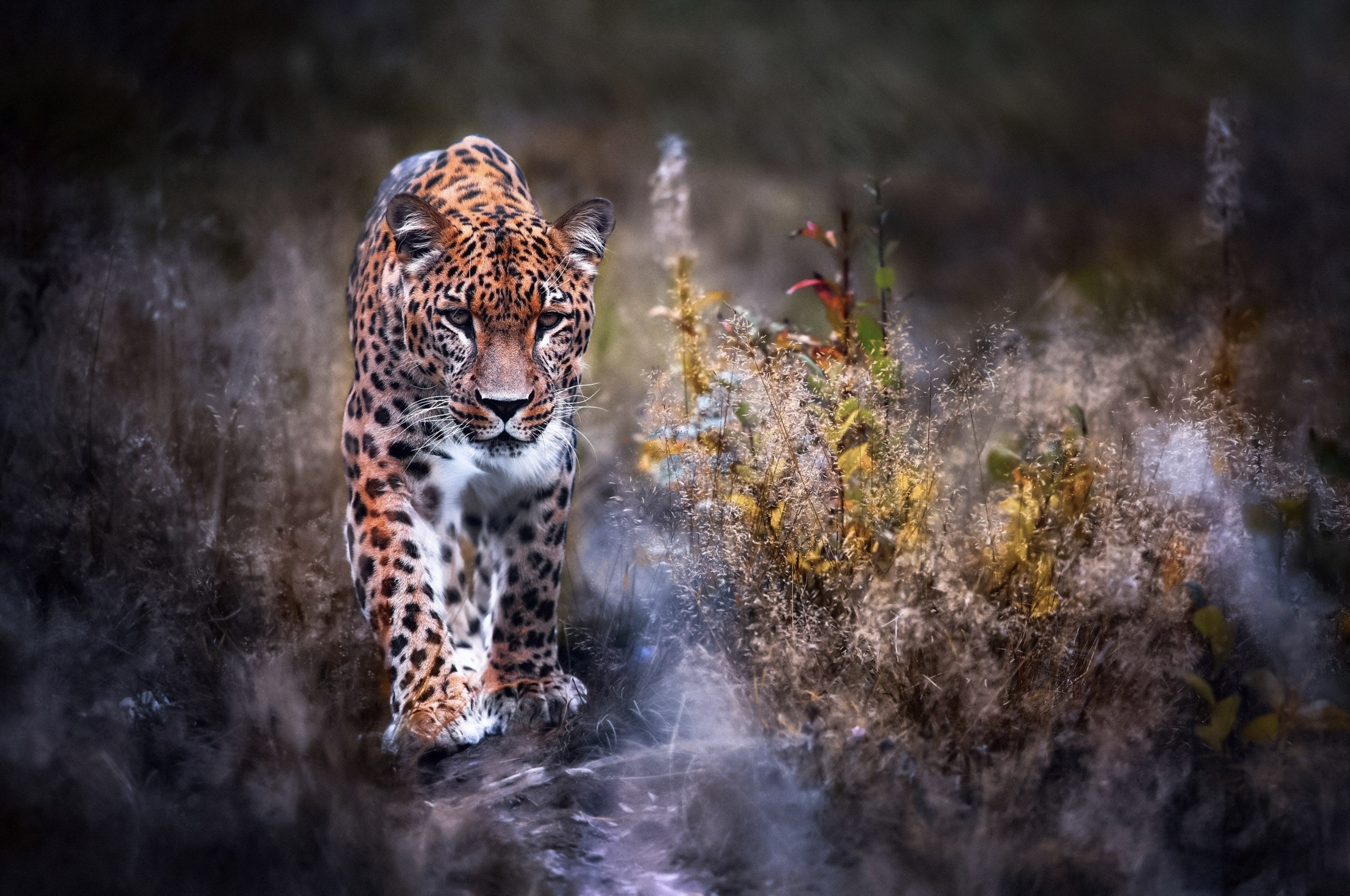 2560x1700 Leopard Big Cat Chromebook Pixel HD 4k Wallpapers, Images,  Backgrounds, Photos and Pictures