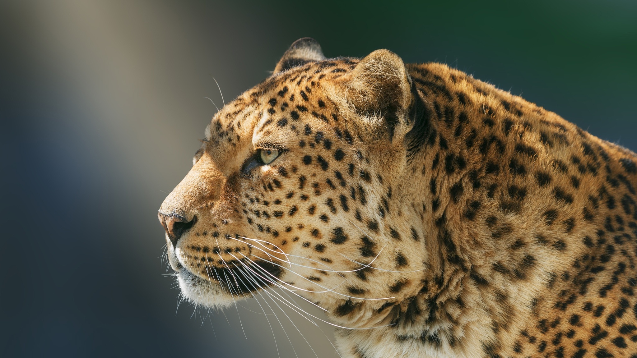 2048x1152 Leopard Wild Animal 2048x1152 Resolution HD 4k Wallpapers,  Images, Backgrounds, Photos and Pictures