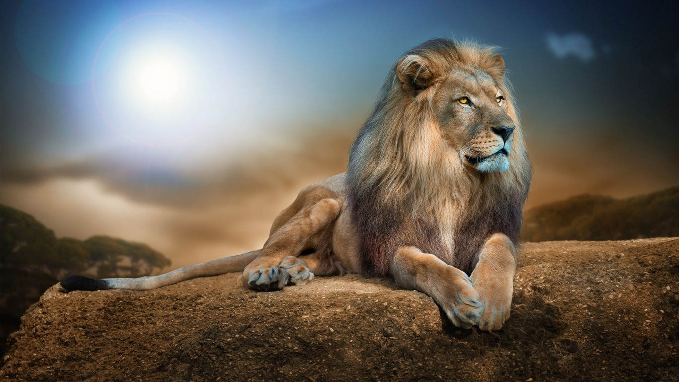 1366x768 Lion 2 1366x768 Resolution HD 4k Wallpapers, Images, Backgrounds,  Photos and Pictures