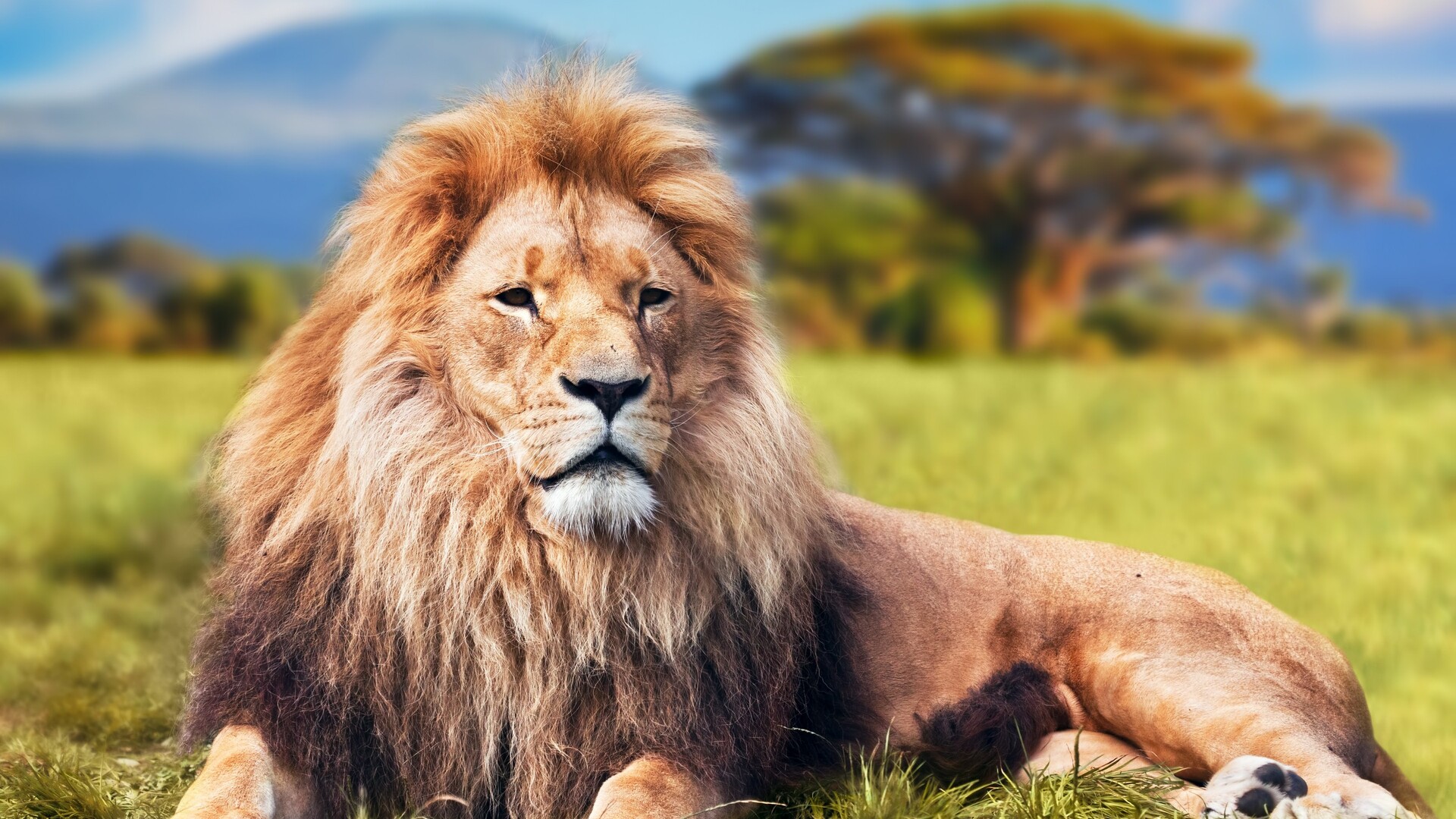 Lion With Blue Background HD Lion Wallpapers | HD Wallpapers | ID #58507