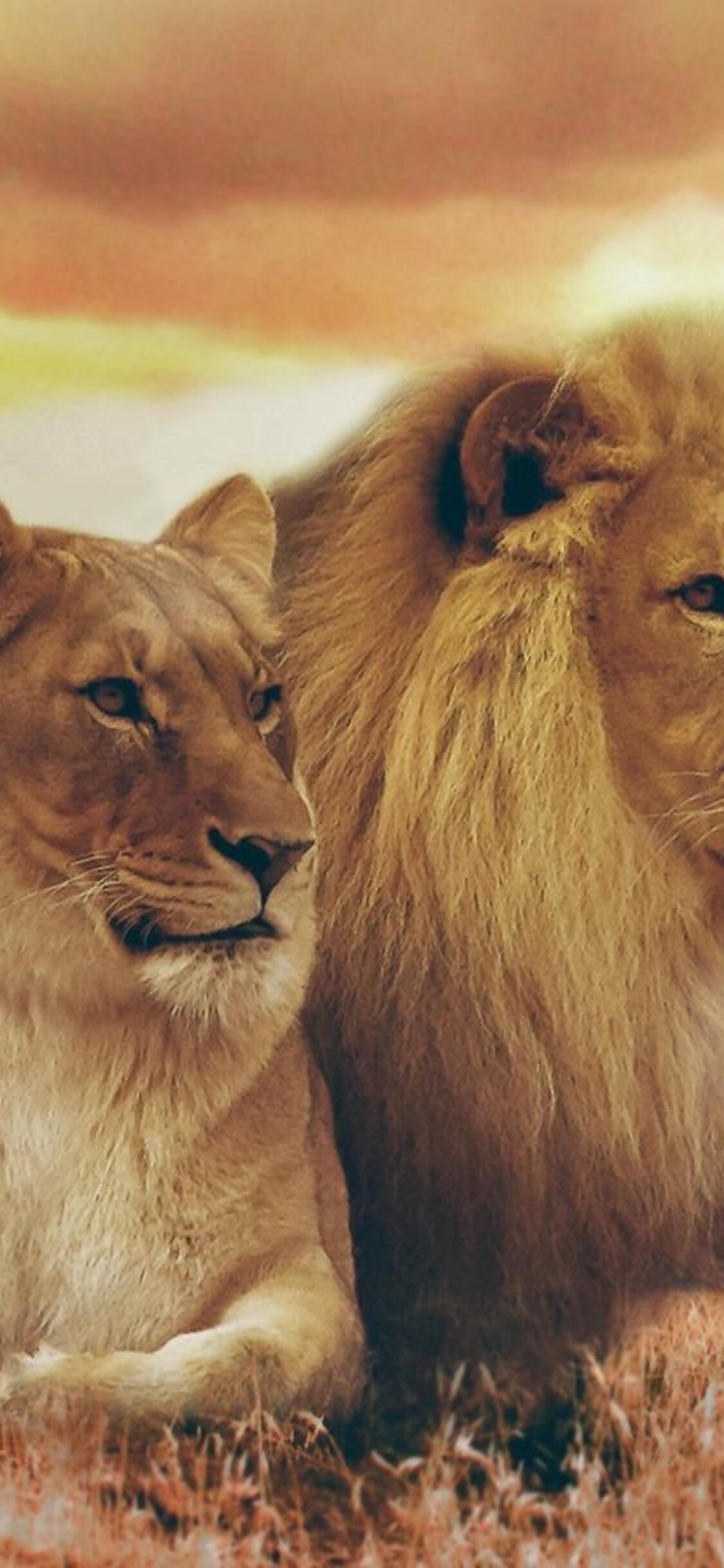 1125x2436 Lion and Lioness Iphone XS,Iphone 10,Iphone X HD 4k Wallpapers,  Images, Backgrounds, Photos and Pictures