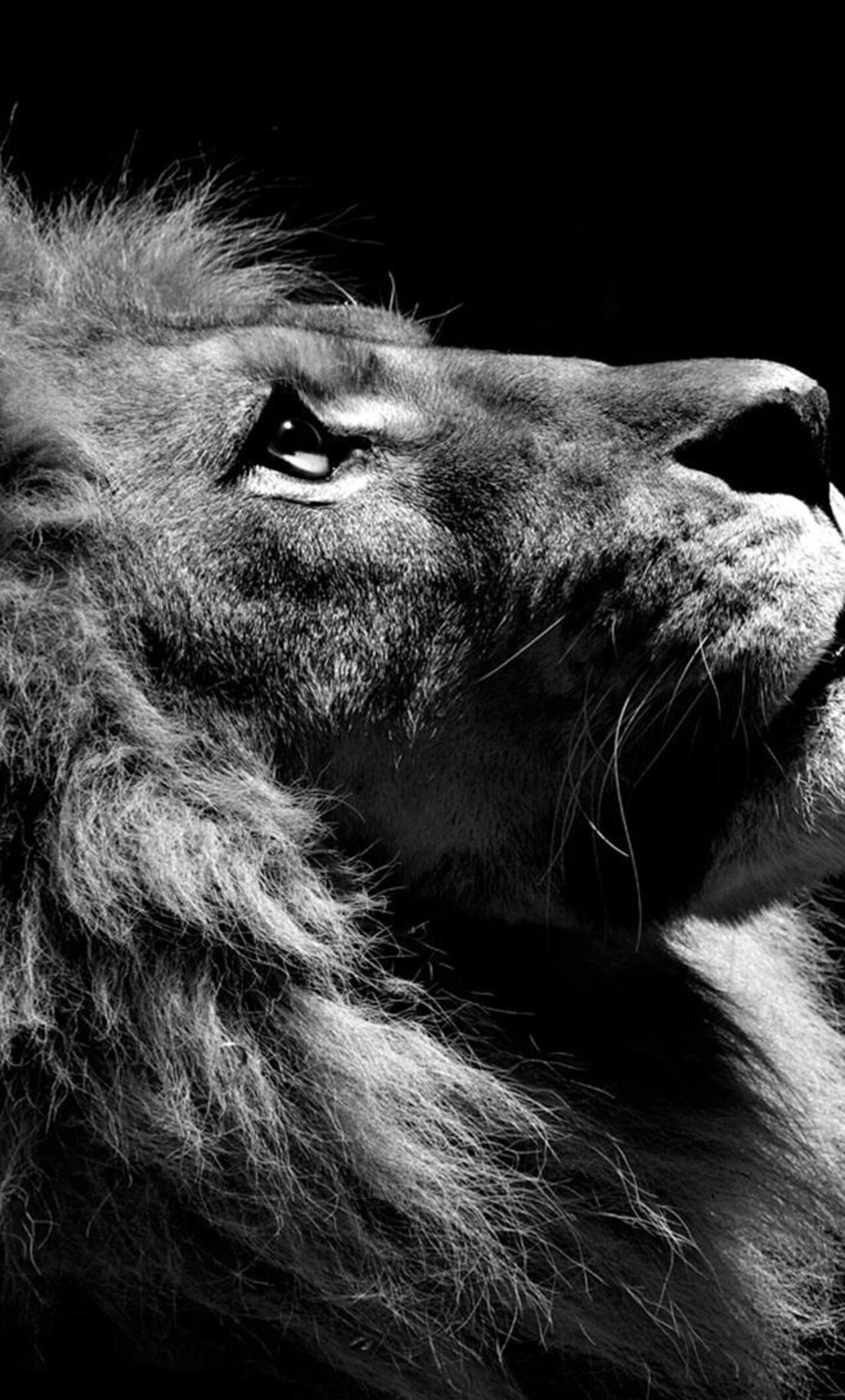 1280x2120 Lion Black And White iPhone 6+ HD 4k Wallpapers, Images,  Backgrounds, Photos and Pictures