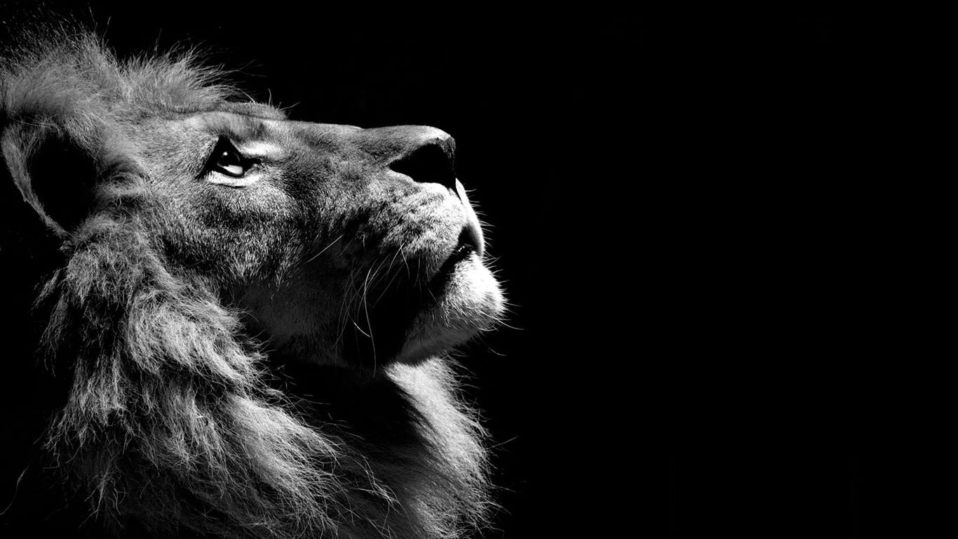 1366x768 Lion Black And White 1366x768 Resolution Hd 4k Wallpapers Images Backgrounds Photos And Pictures