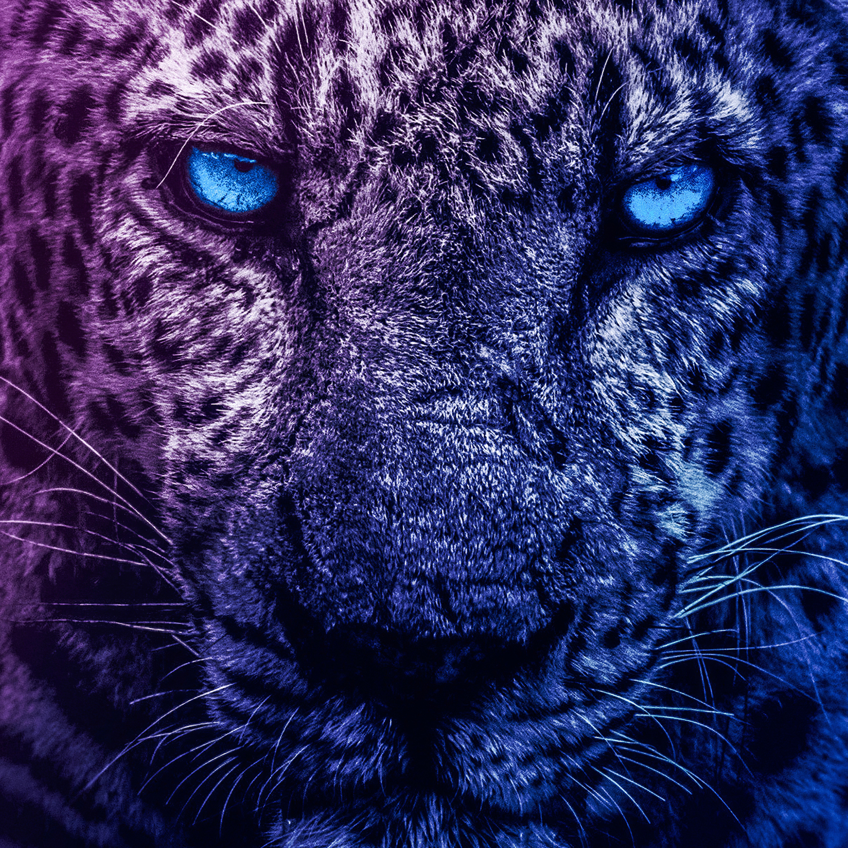 Blue Lion, Blue Light, Lion, Face HD phone wallpaper | Pxfuel