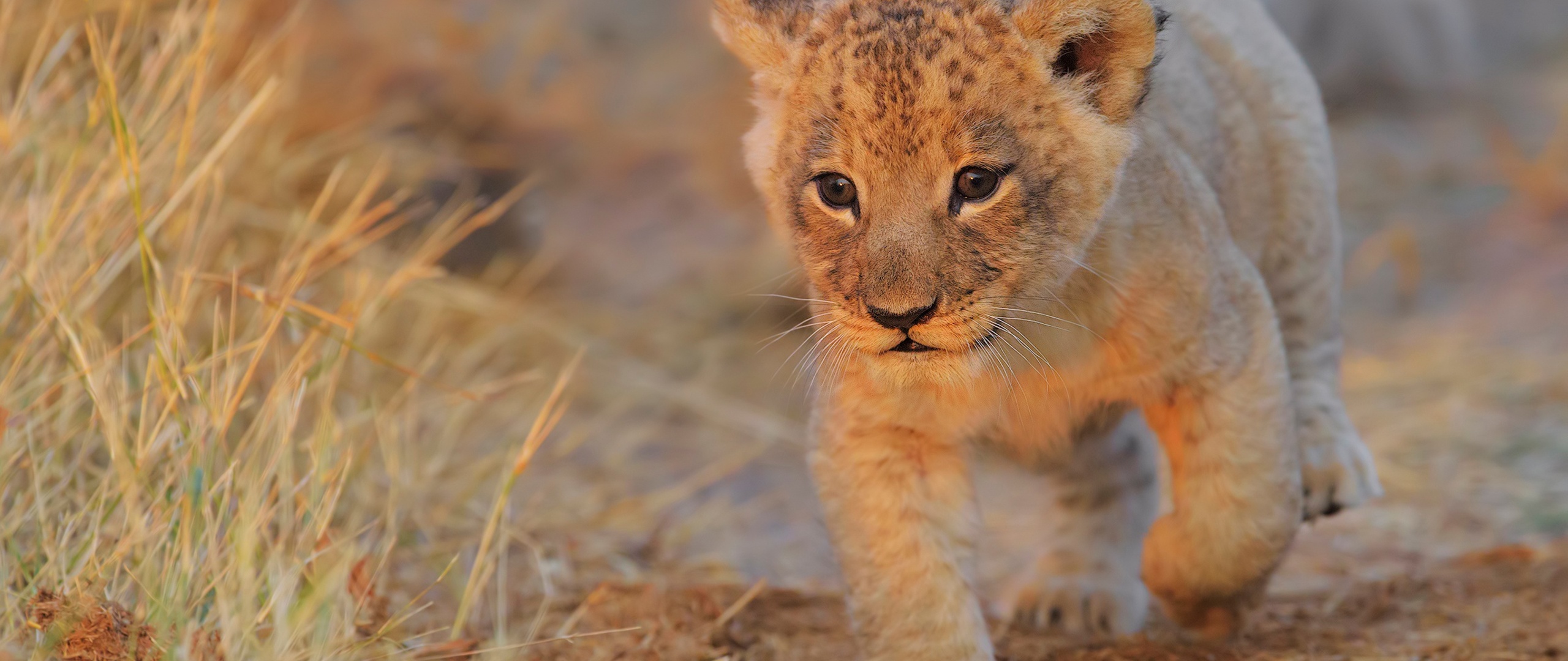 lion-cub-walking-co-2560x1080.jpg