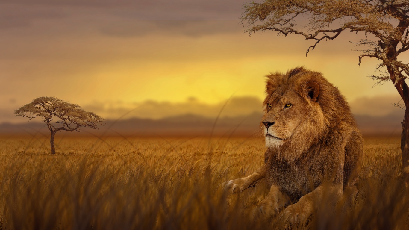 1366x768 Lion Forest 5k 1366x768 Resolution HD 4k Wallpapers, Images,  Backgrounds, Photos and Pictures
