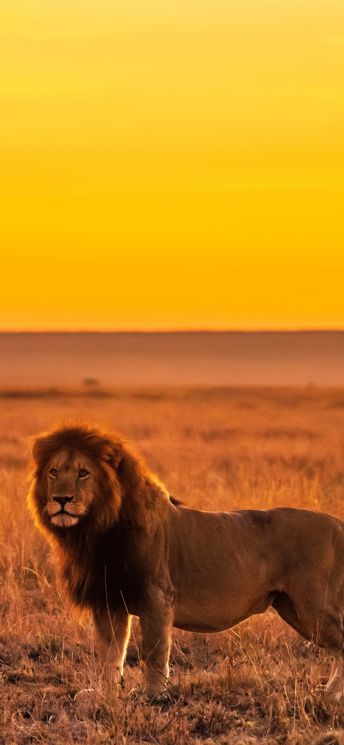 1125x2436 Lion On Grass Field 5k Iphone XS,Iphone 10,Iphone X HD 4k Wallpapers, Images, Backgrounds, Photos and Pictures 1125x2436 Lion On Grass Field 5k Iphone XS,Iphone 10,Iphone X HD 4k Wallpapers, Images, Backgrounds, Photos and Pictures