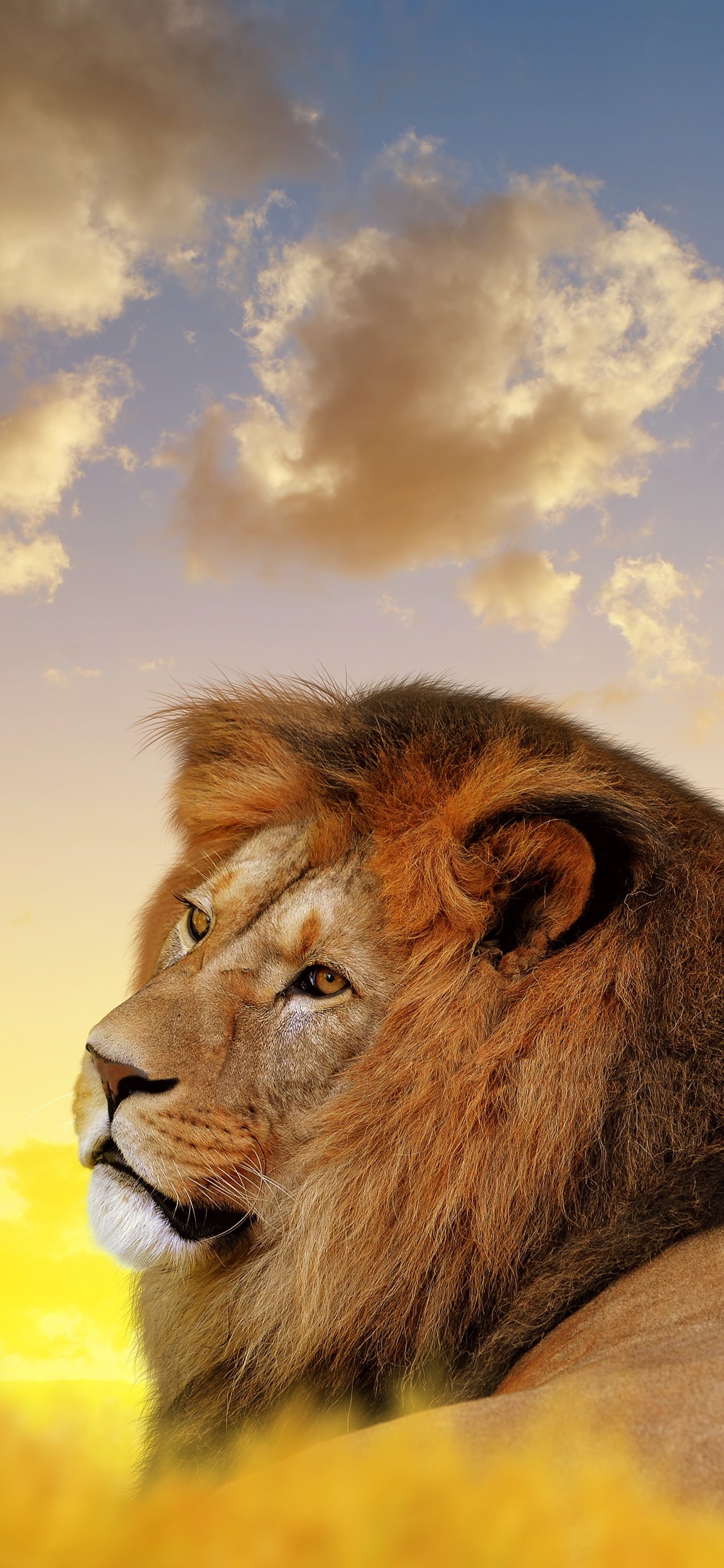 1125x2436 Lion Ultra Hd 4k Iphone XS,Iphone 10,Iphone X HD 4k Wallpapers,  Images, Backgrounds, Photos and Pictures