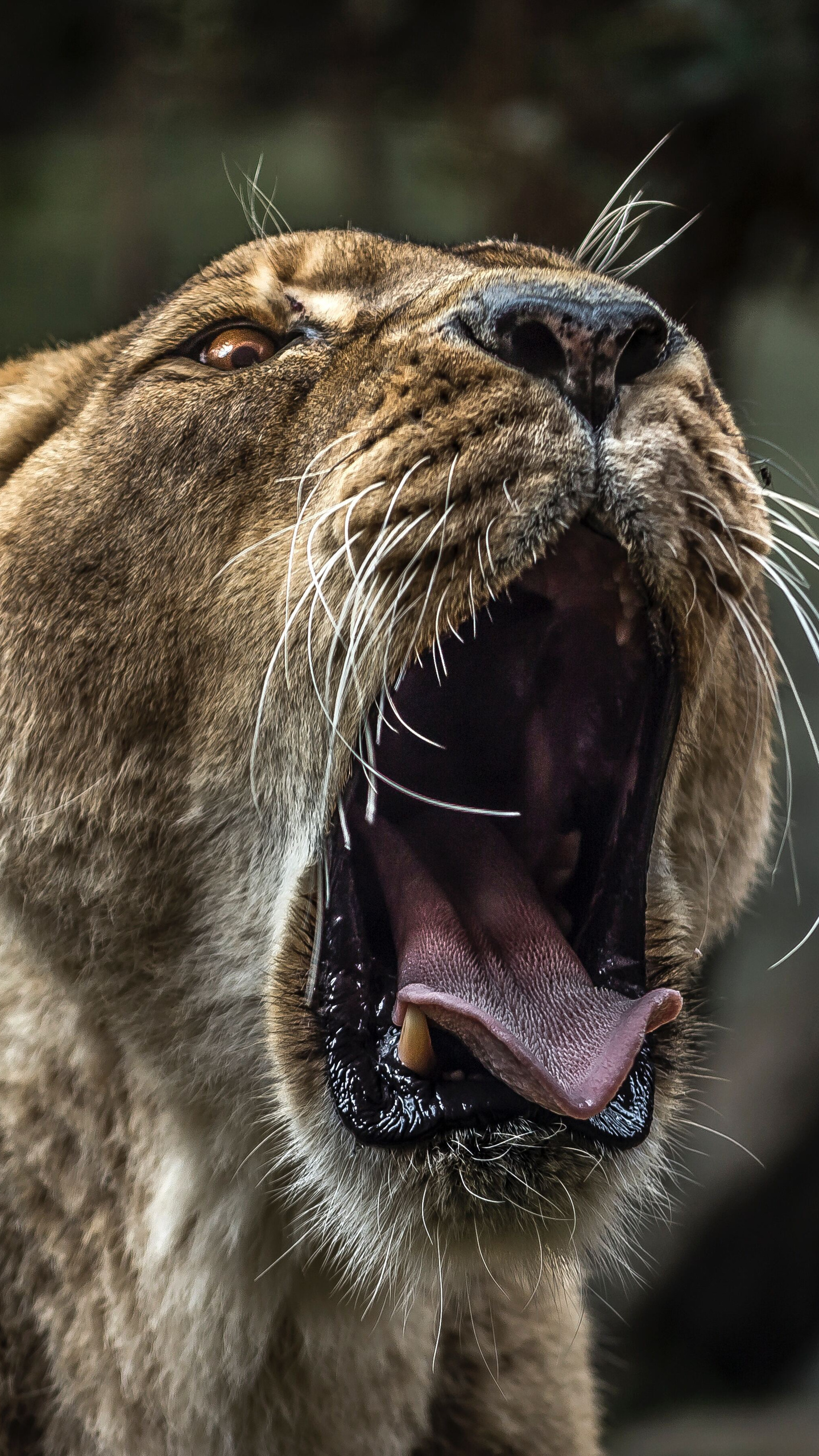 1440x2560 Lion With Open Mouth 5k Samsung Galaxy S6,S7 ,Google Pixel XL