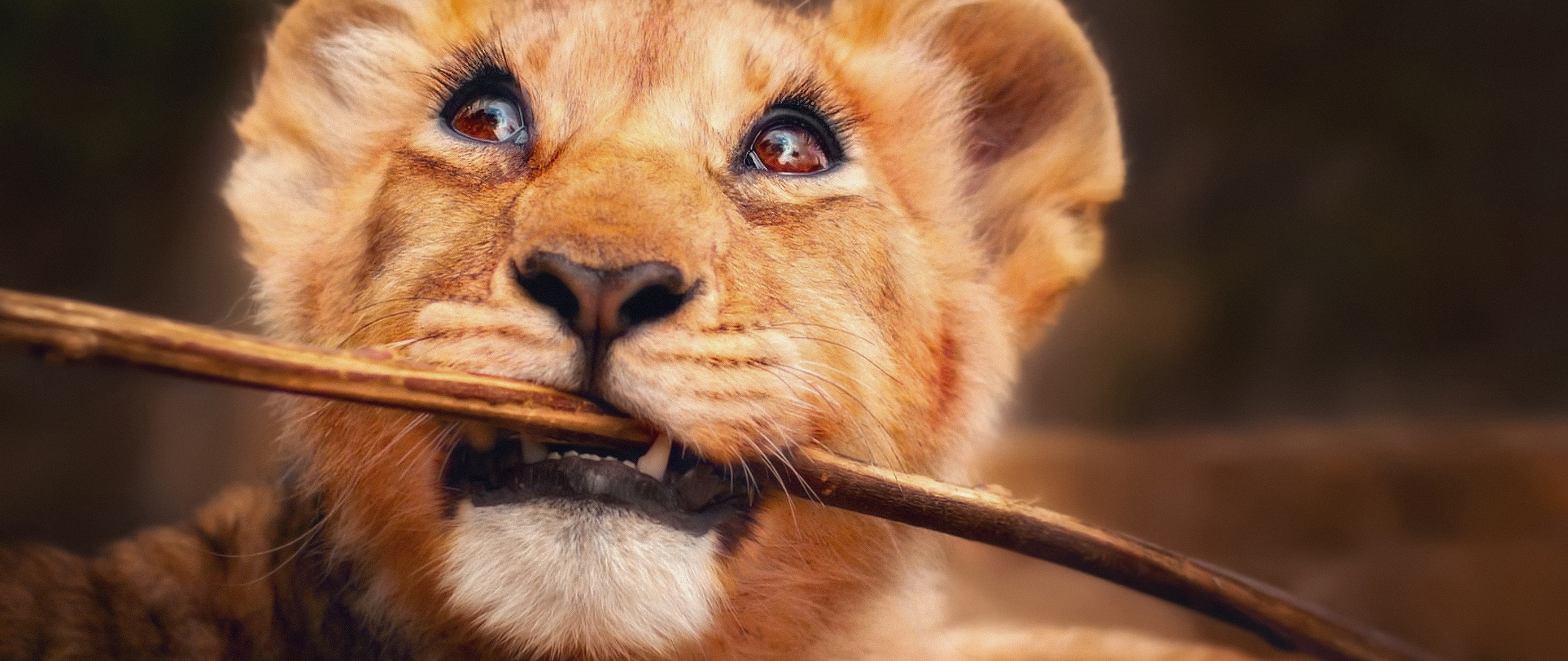 lion-with-stick-in-mouth-4k-d1-2560x1080.jpg