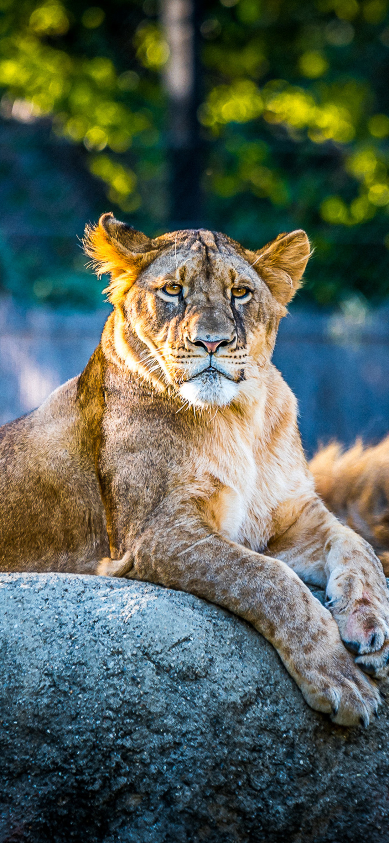 1242x2688 Lionesse Lion Predator Wild Animal 4k Iphone XS MAX HD 4k  Wallpapers, Images, Backgrounds, Photos and Pictures
