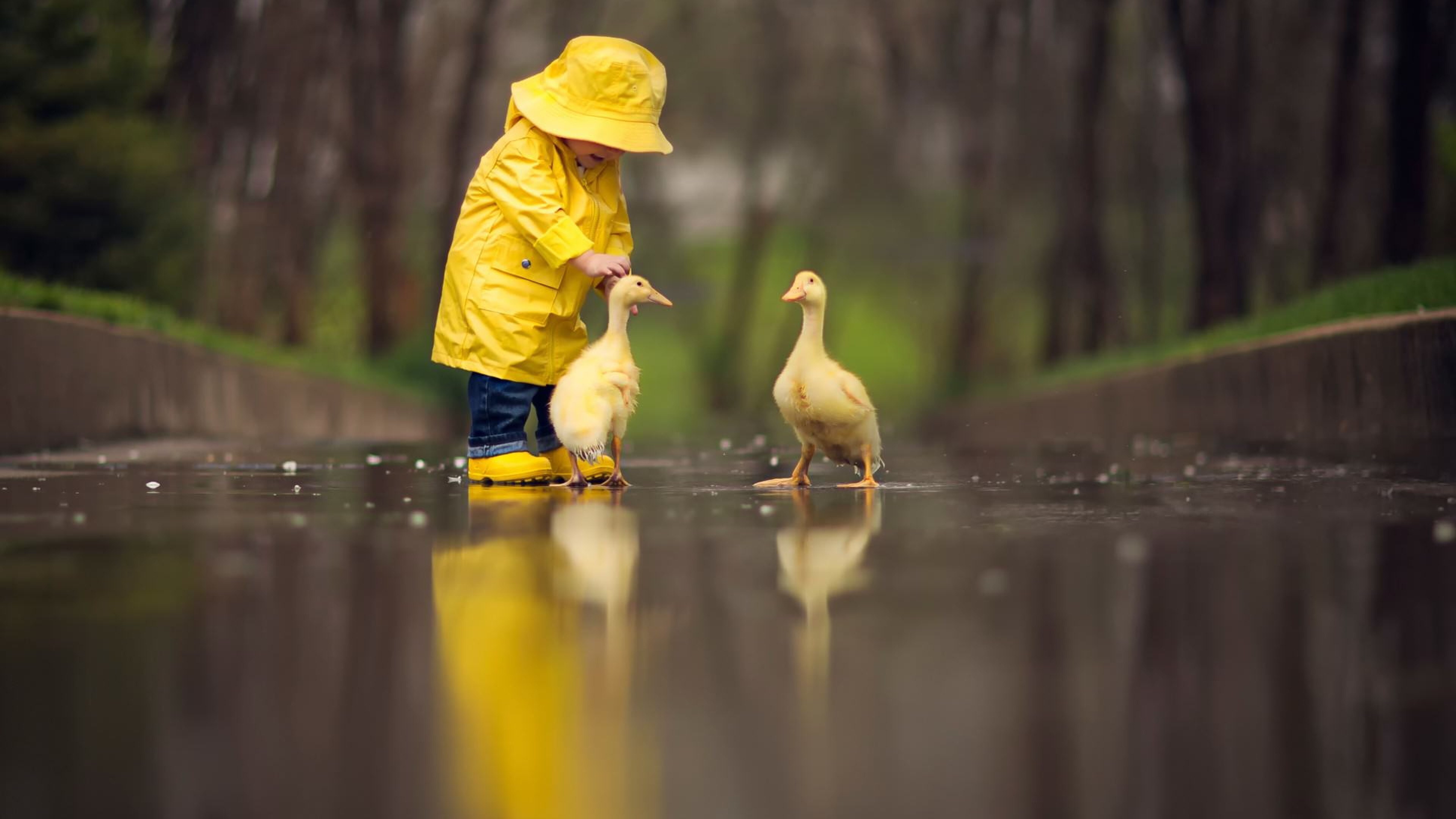 3840x2160 Little Boy Child Playing With Ducks 4k HD 4k Wallpapers, Images,  Backgrounds, Photos and Pictures