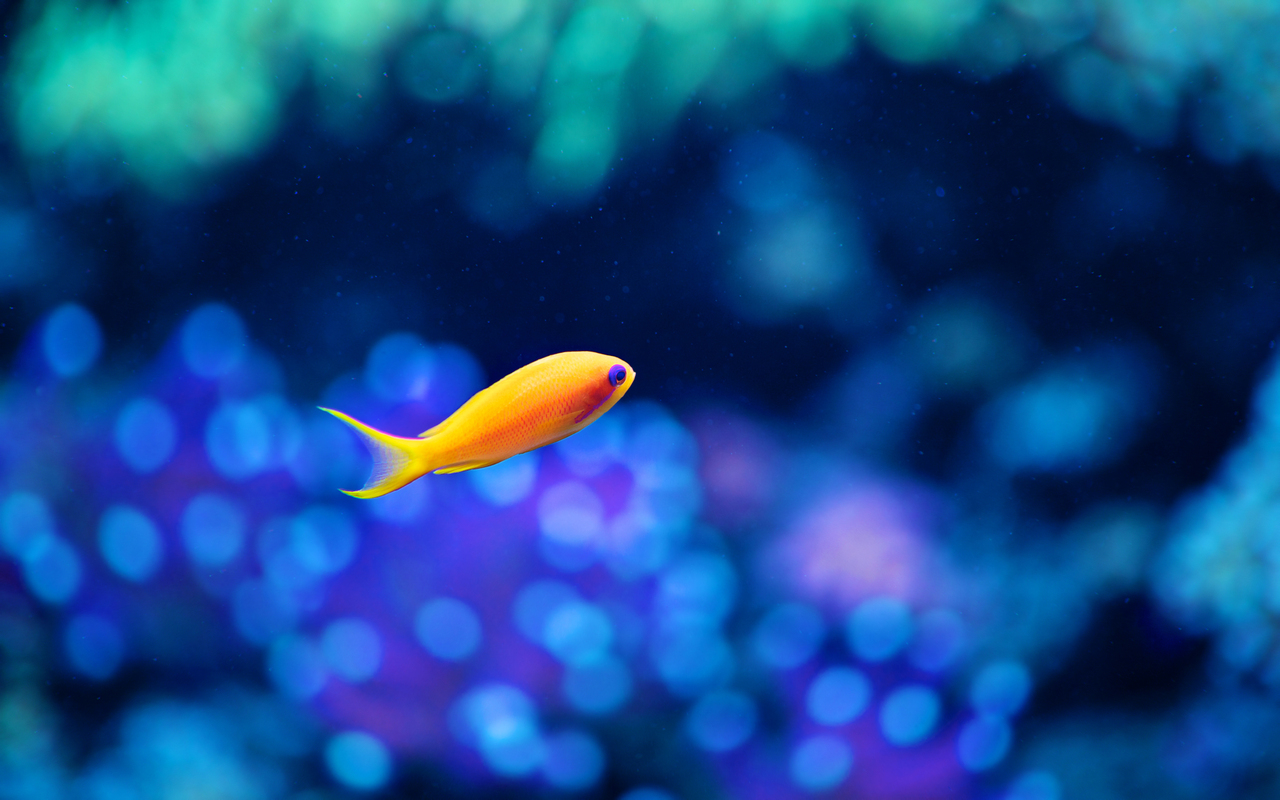1280x800 Little Fancy Fish 7p Hd 4k Wallpapers Images Backgrounds Photos And Pictures