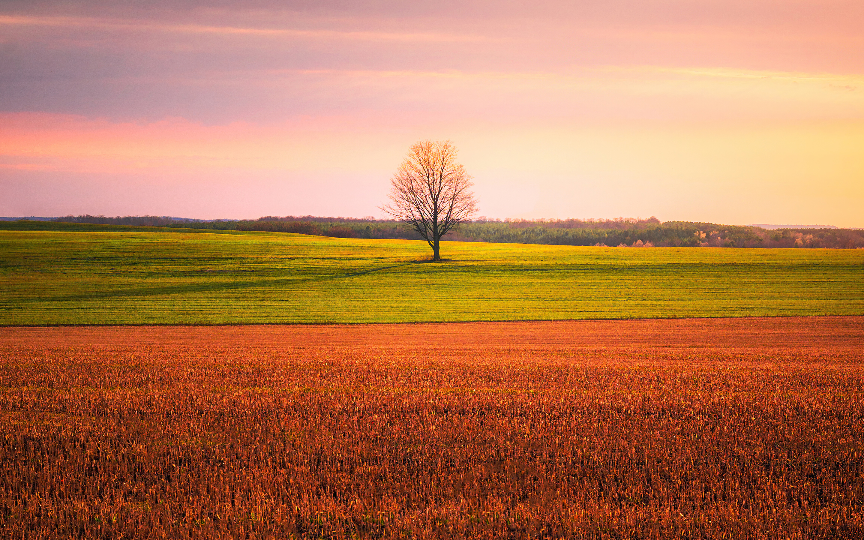 2880x1800 Lonely Tree In The Middle Of A Crop Field 4k Macbook Pro Retina HD 4k Wallpapers, Images, Backgrounds, Photos and Pictures 2880x1800 Lonely Tree In The Middle Of A Crop Field 4k Macbook Pro Retina HD 4k Wallpapers, Images, Backgrounds, Photos and Pictures