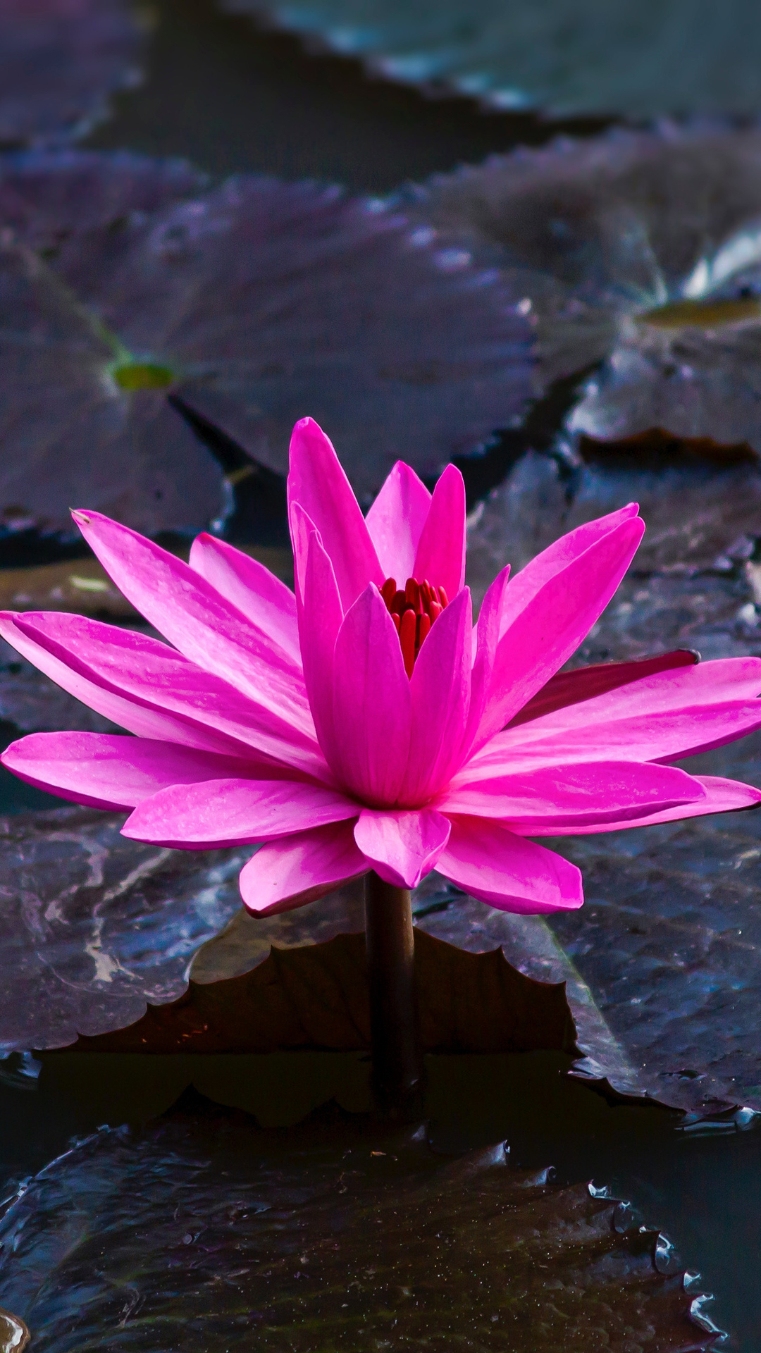 1080x1920 Lotus 5k Iphone 7,6s,6 Plus, Pixel xl ,One Plus 3,3t,5 ,HD 4k