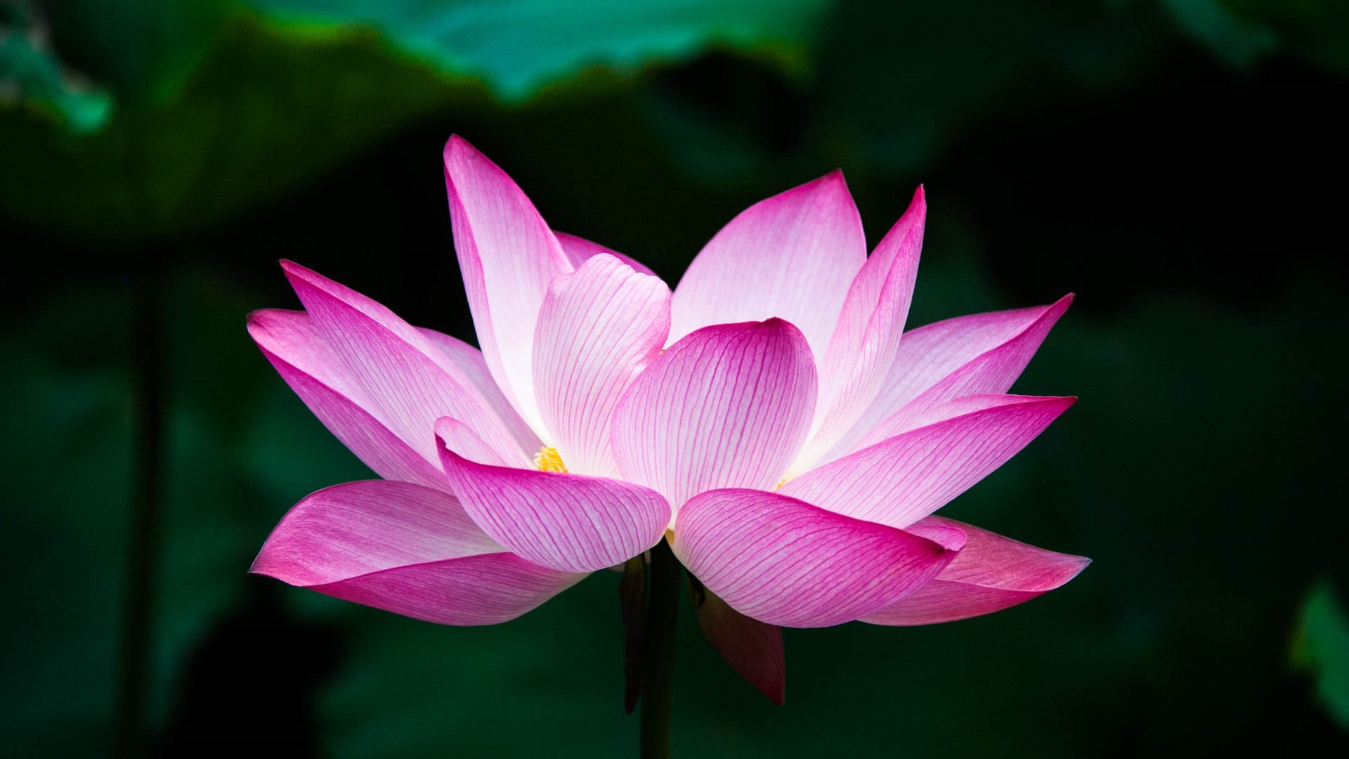 1920x1080 Lotus Flower 4k Laptop Full HD 1080P HD 4k Wallpapers, Images,  Backgrounds, Photos and Pictures