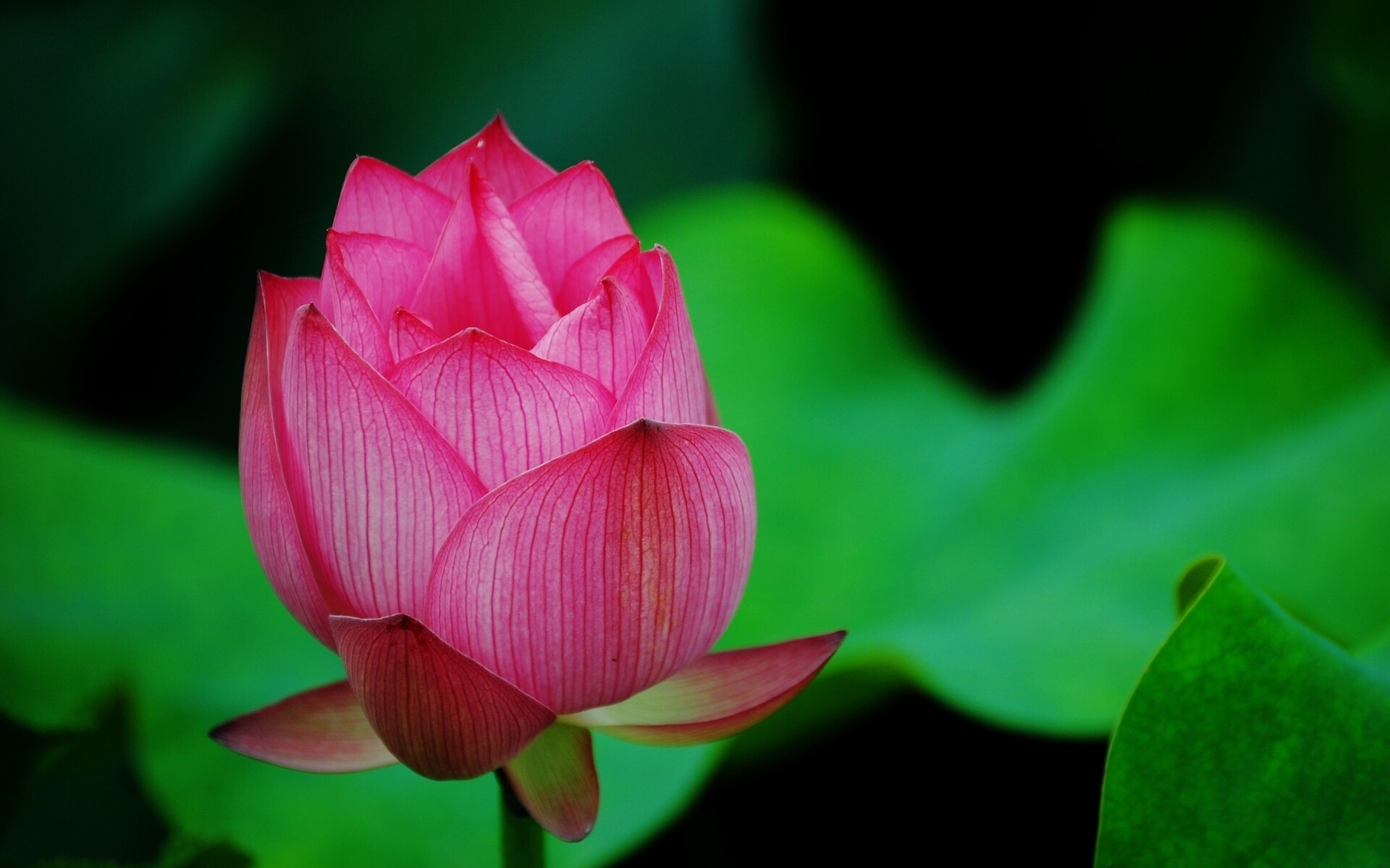 1920x1200 Lotus Flower Pink 1080P Resolution HD 4k Wallpapers, Images,  Backgrounds, Photos and Pictures