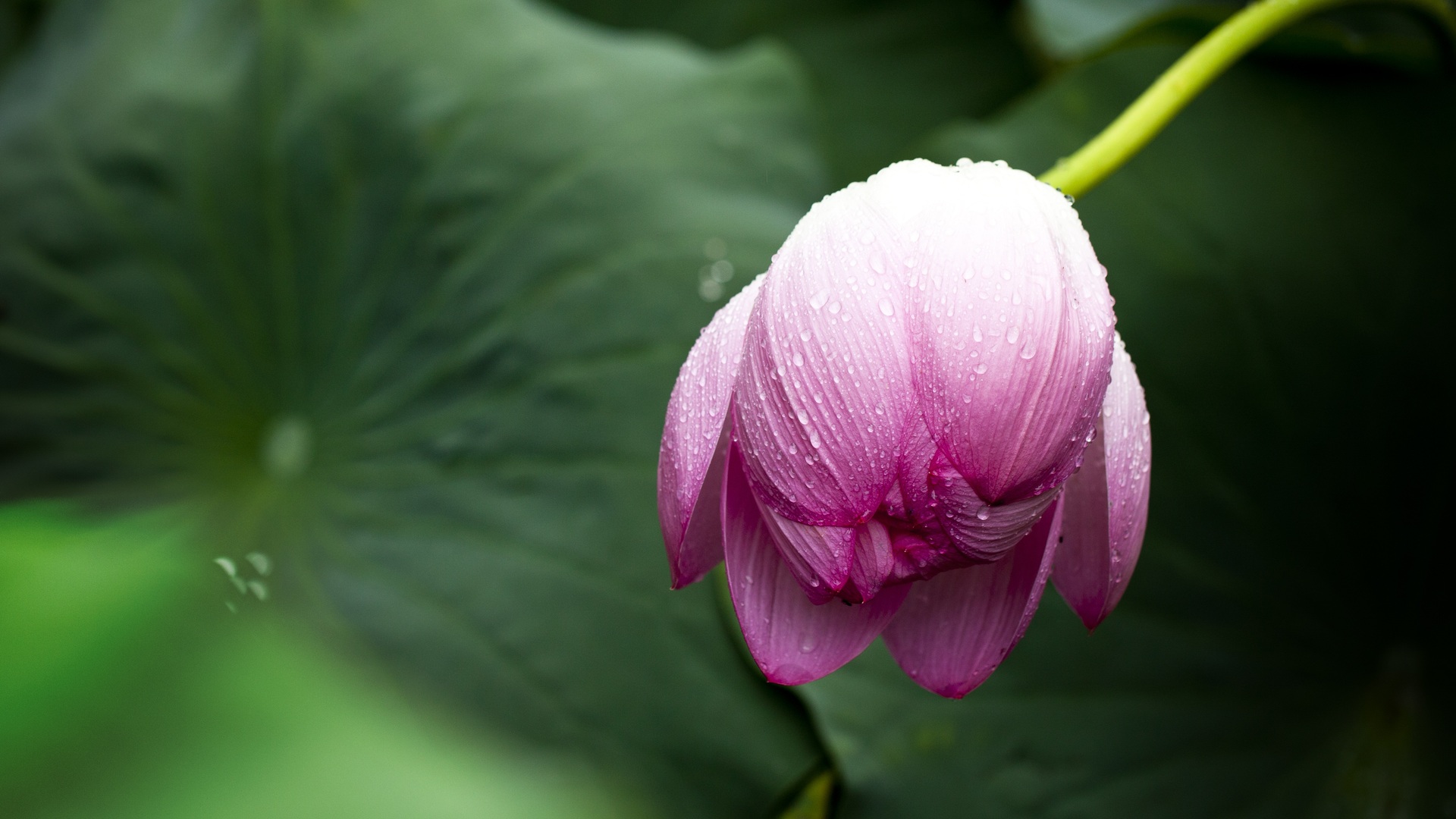 1920x1080 Lotus Leaf Laptop Full HD 1080P HD 4k Wallpapers, Images,  Backgrounds, Photos and Pictures