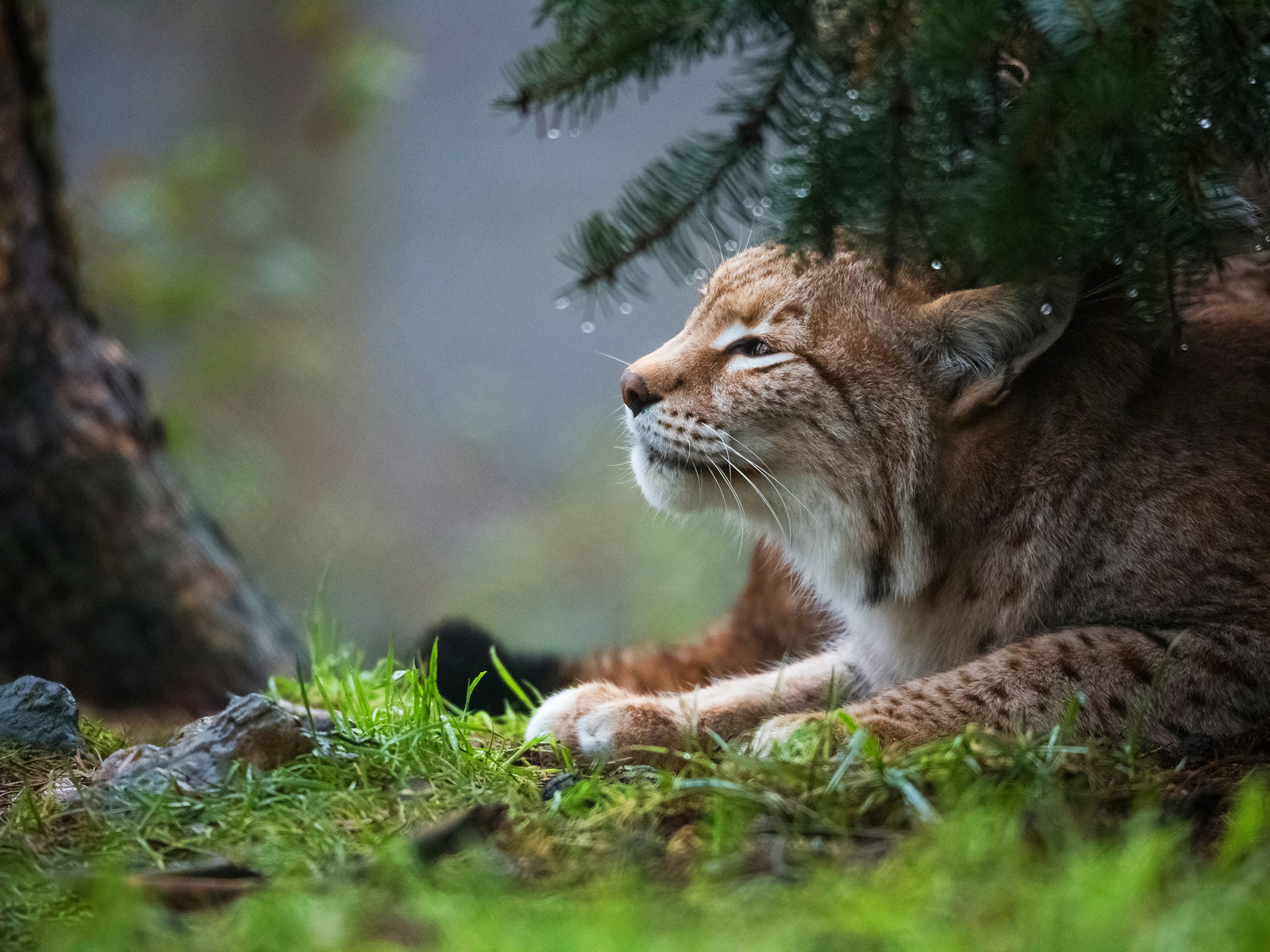 1600x1200 Lynx 1600x1200 Resolution HD 4k Wallpapers, Images