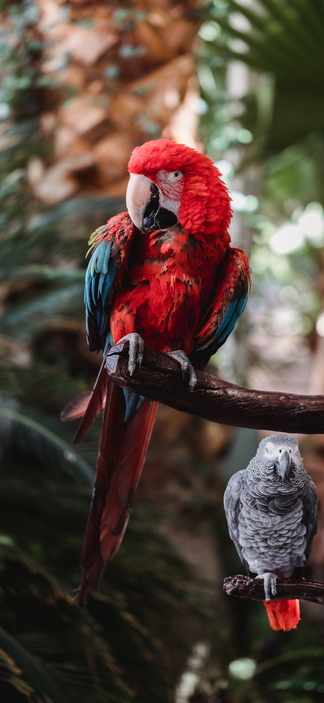 1125x2436 Macaw 4k Iphone XS,Iphone 10,Iphone X ,HD 4k Wallpapers ...