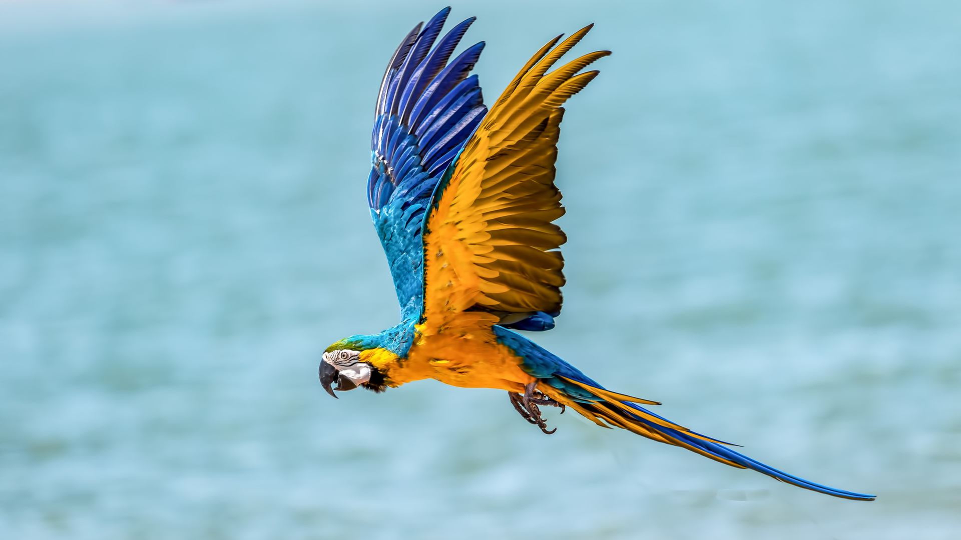 1920x1080 Macaw Bird 5k Laptop Full HD 1080P HD 4k Wallpapers, Images,  Backgrounds, Photos and Pictures