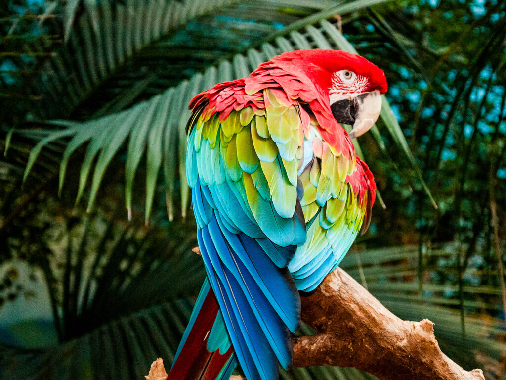1024x768%20Macaw%20Colorful%20Bird%204k%201024x768%20Resolution%20HD%204k%20Wallpapers,%20%20Images,%20Backgrounds,%20Photos%20and%20Pictures